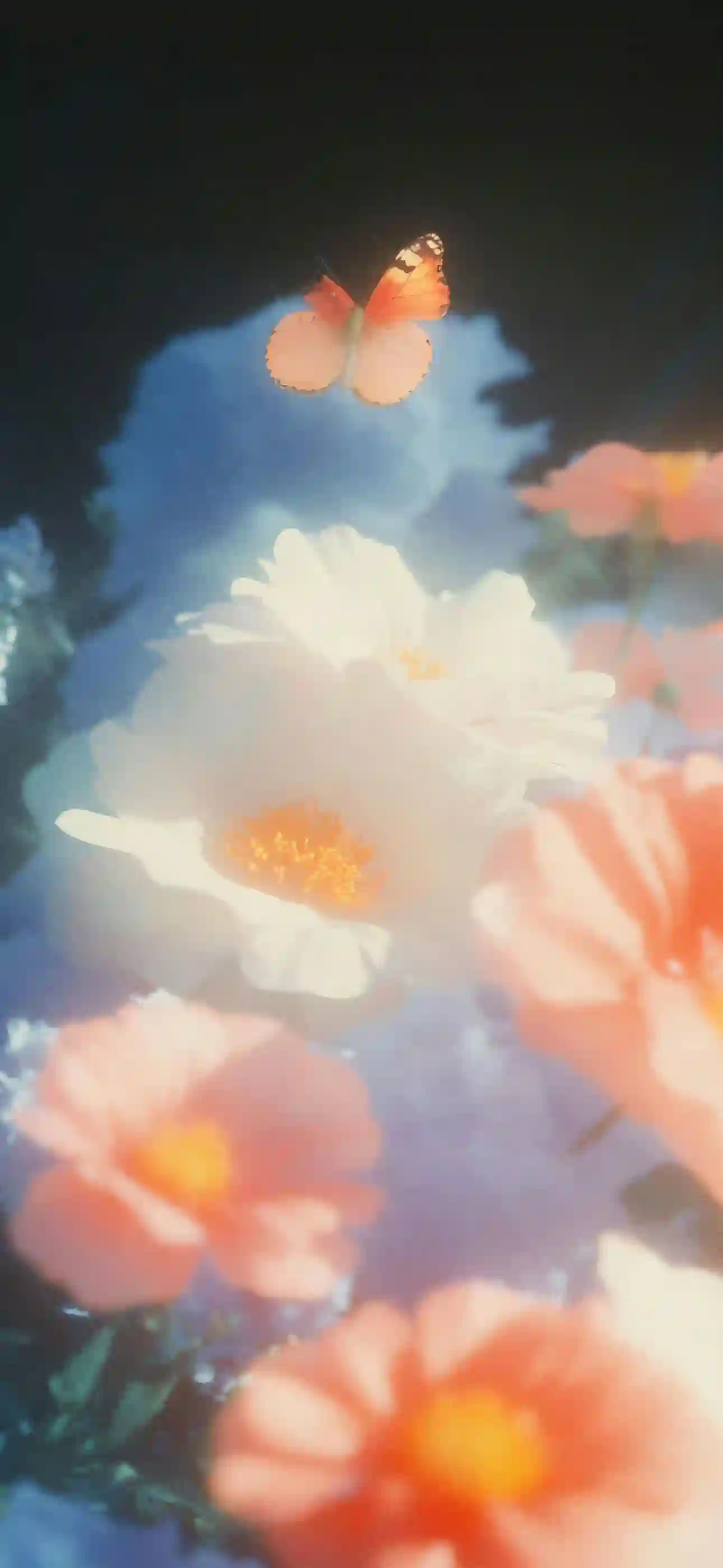 花朵 朦胧感 鲜花