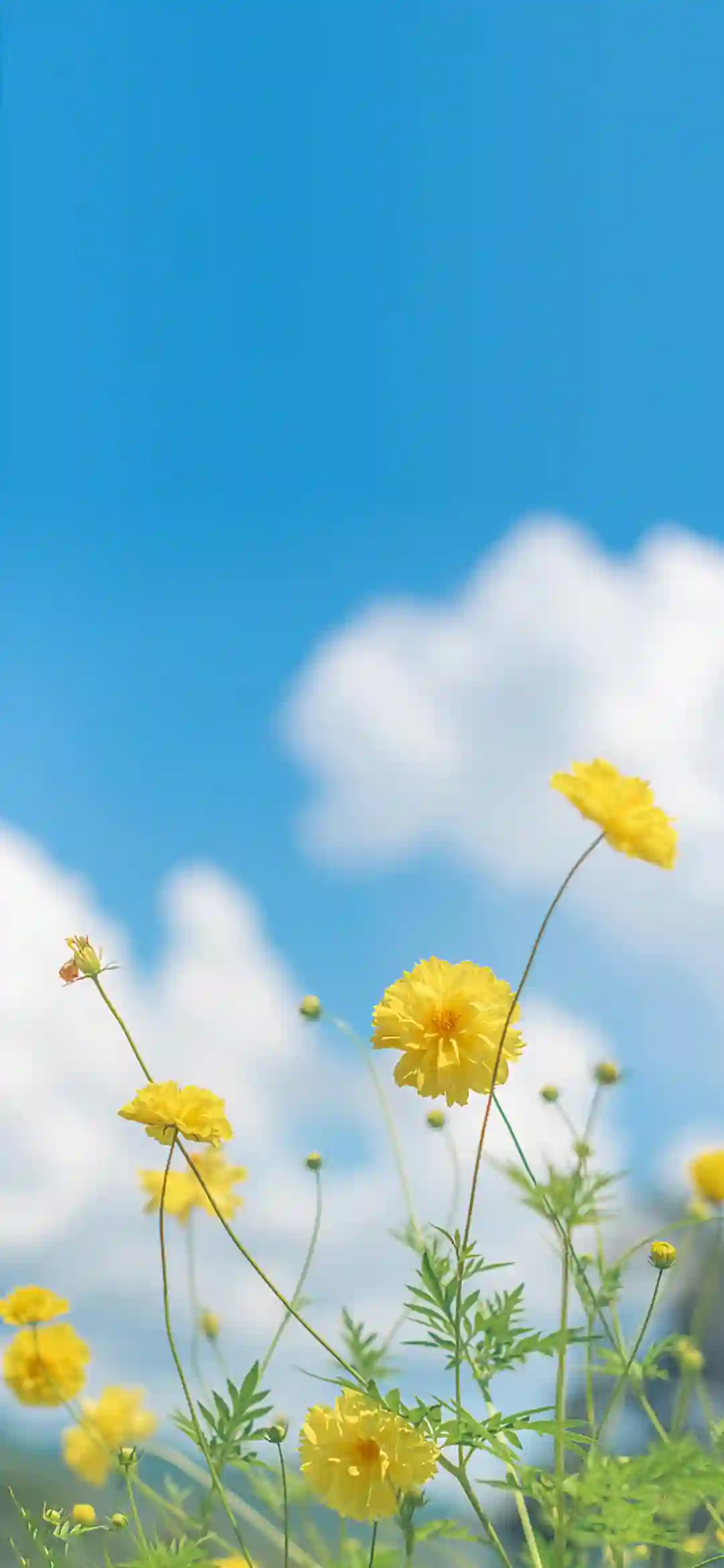 小花 小草 黄色菊花 🌼
