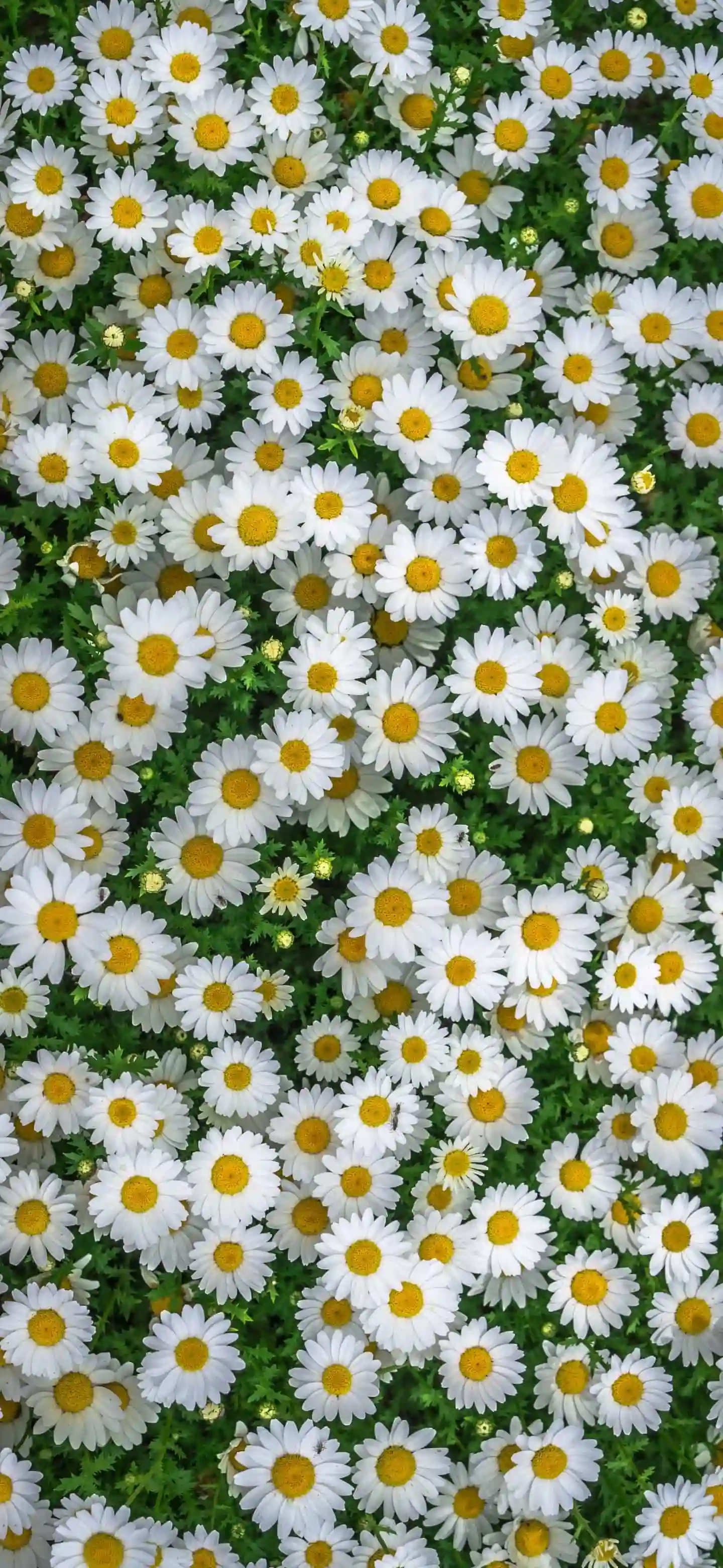 白色菊花