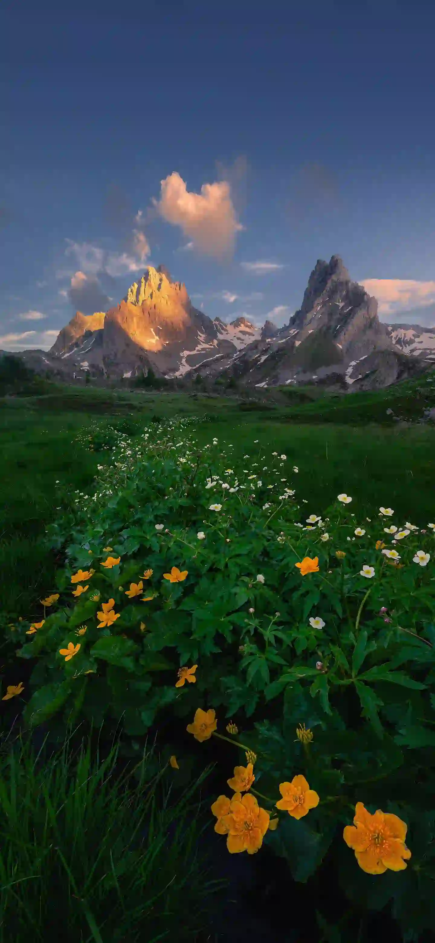 日照金山 雪山 白云 黄色花朵