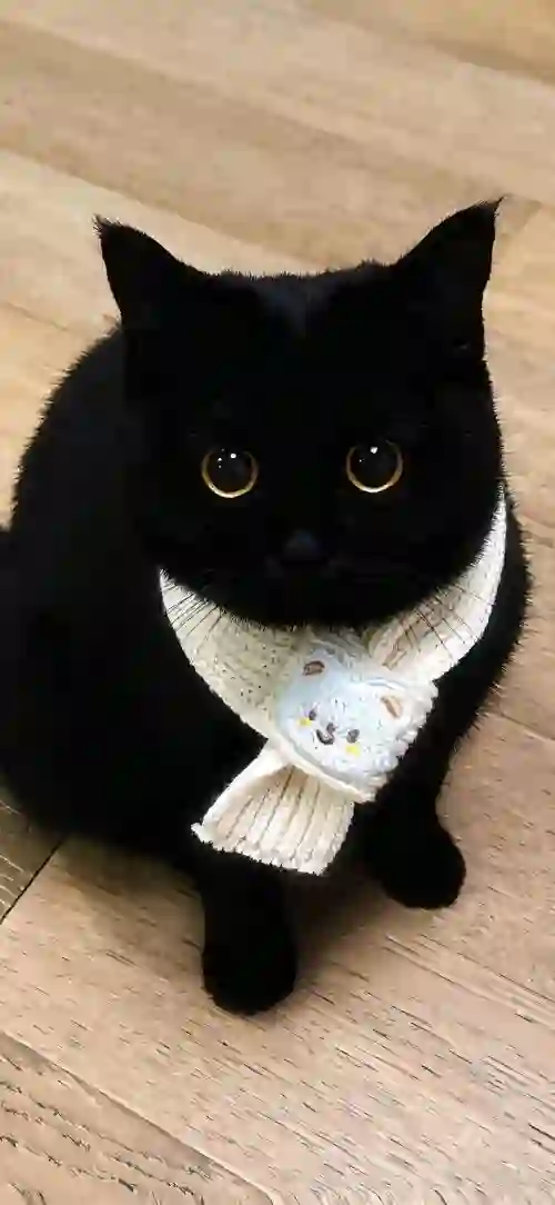 戴着围巾的小黑猫 煤炭