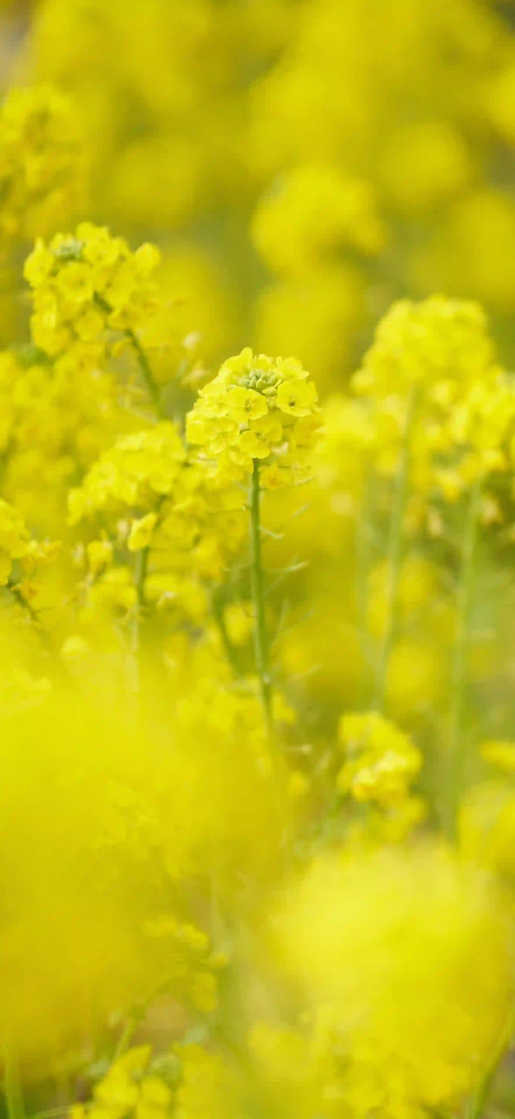 油菜花风景4k手机壁纸竖屏