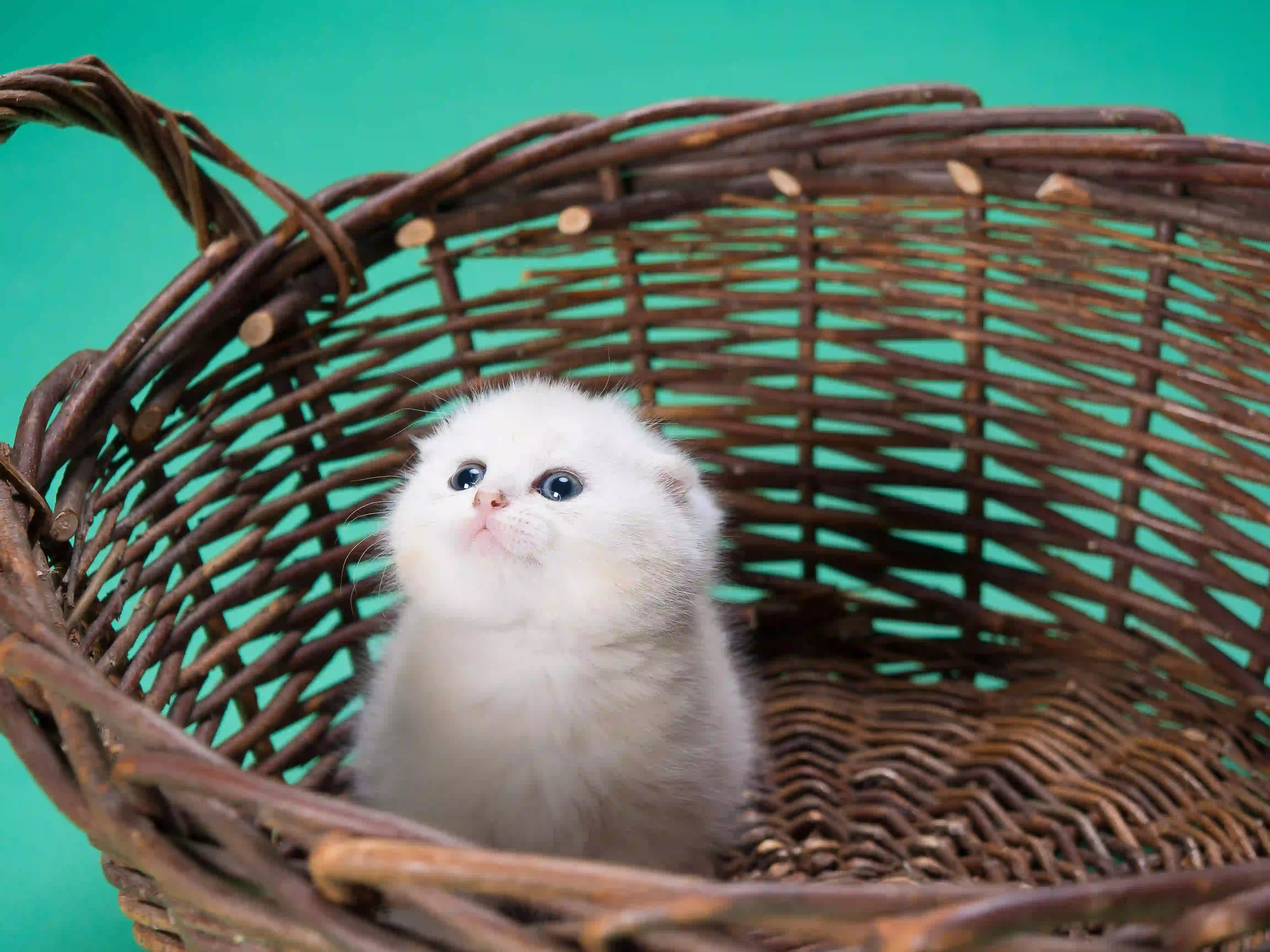 可爱的小猫 篮子里的可爱小猫咪