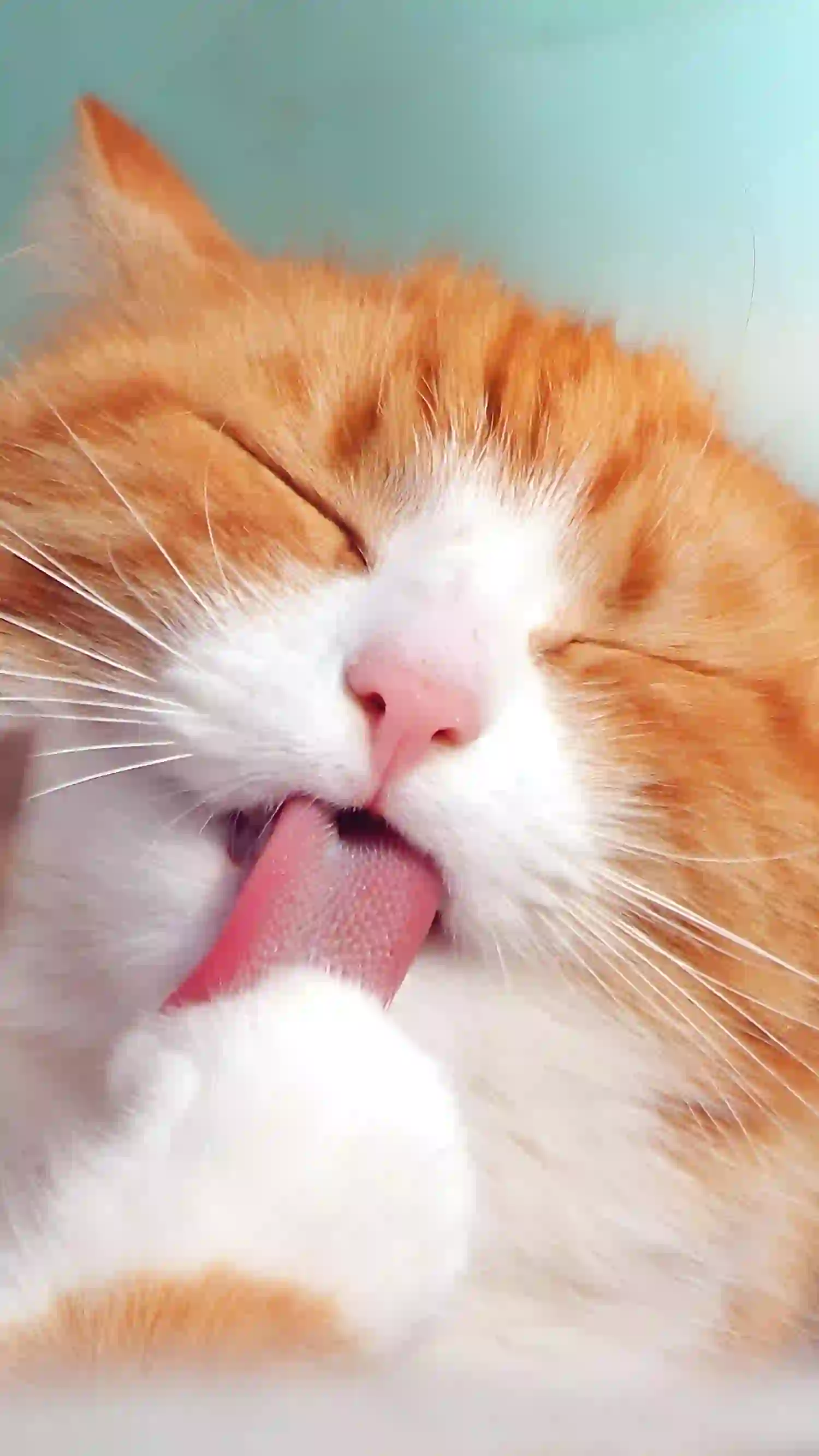舔爪子的可爱小猫咪 大橘