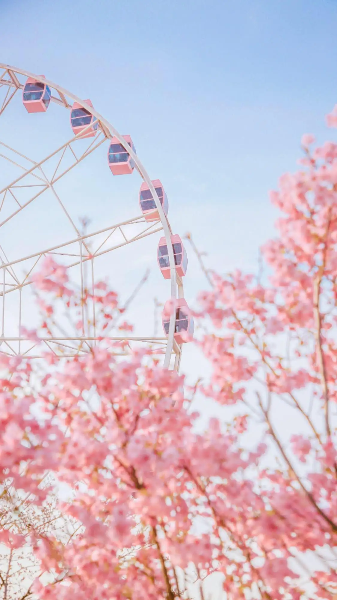 摩天轮 樱花 蓝天