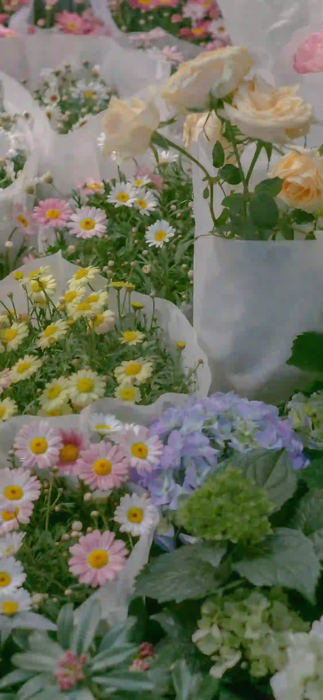 鲜花 花 菊花