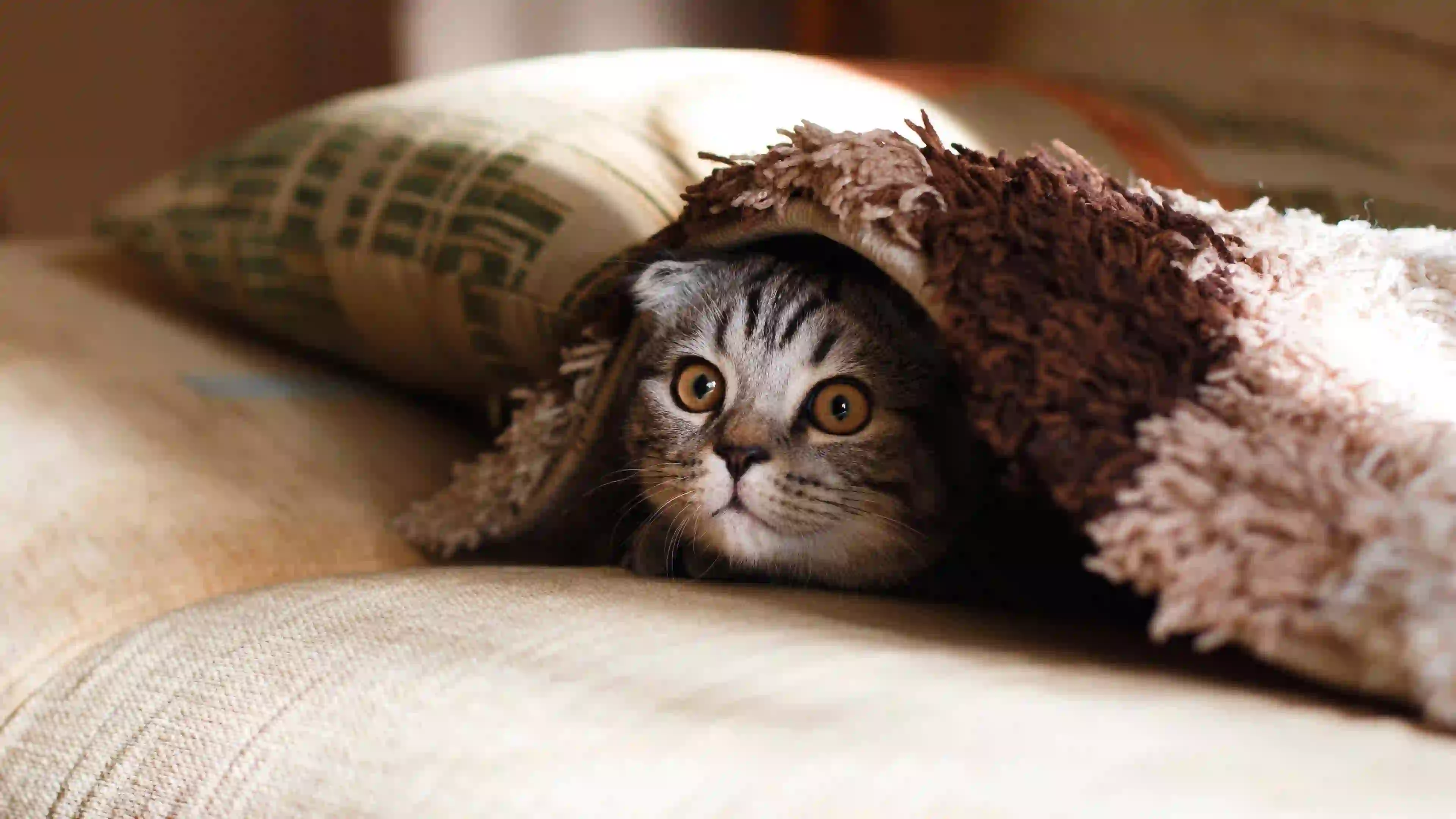 躲在沙发里的猫