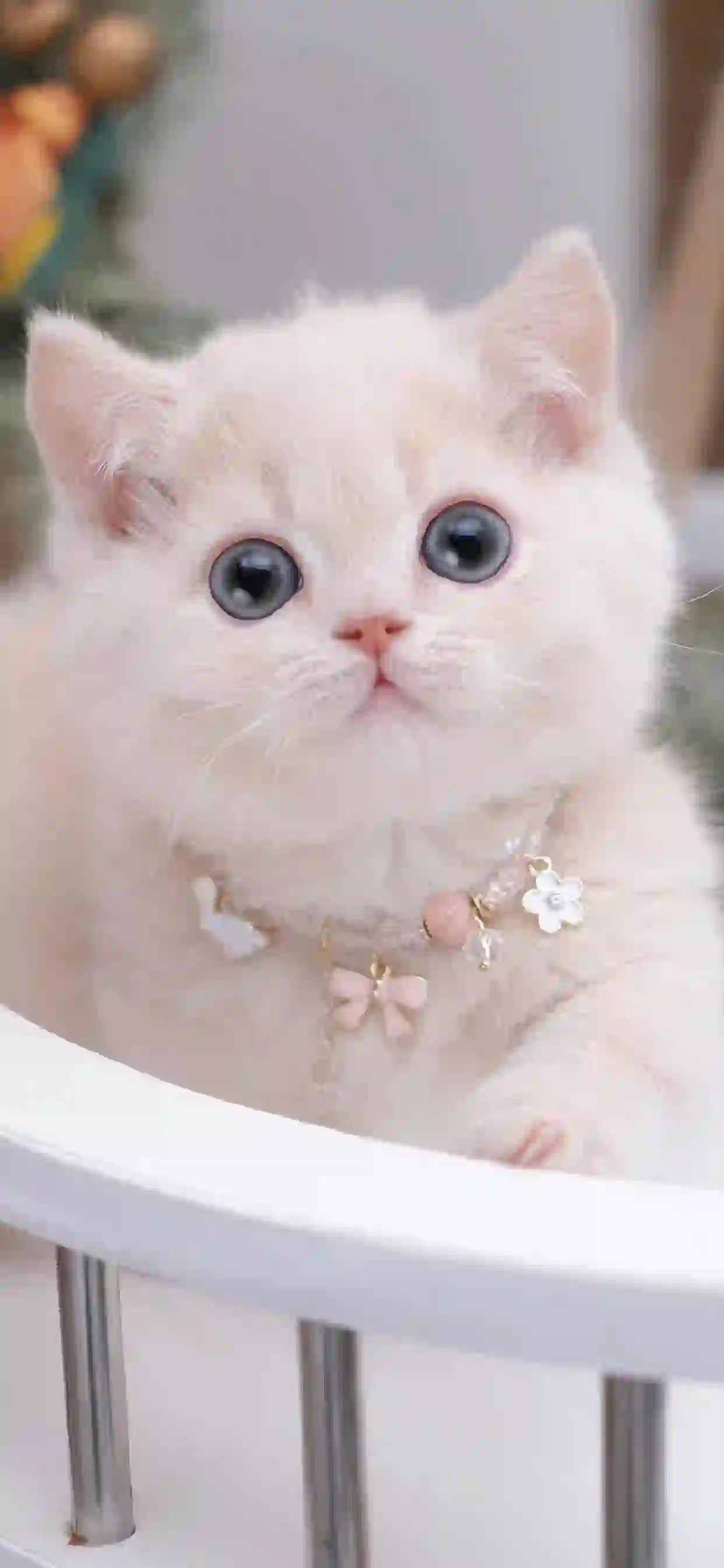 可爱萌宠 白色小猫咪 可爱
