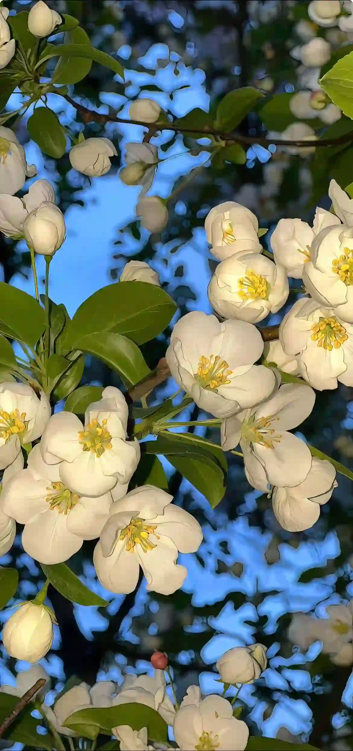 栀子花 白色花朵 