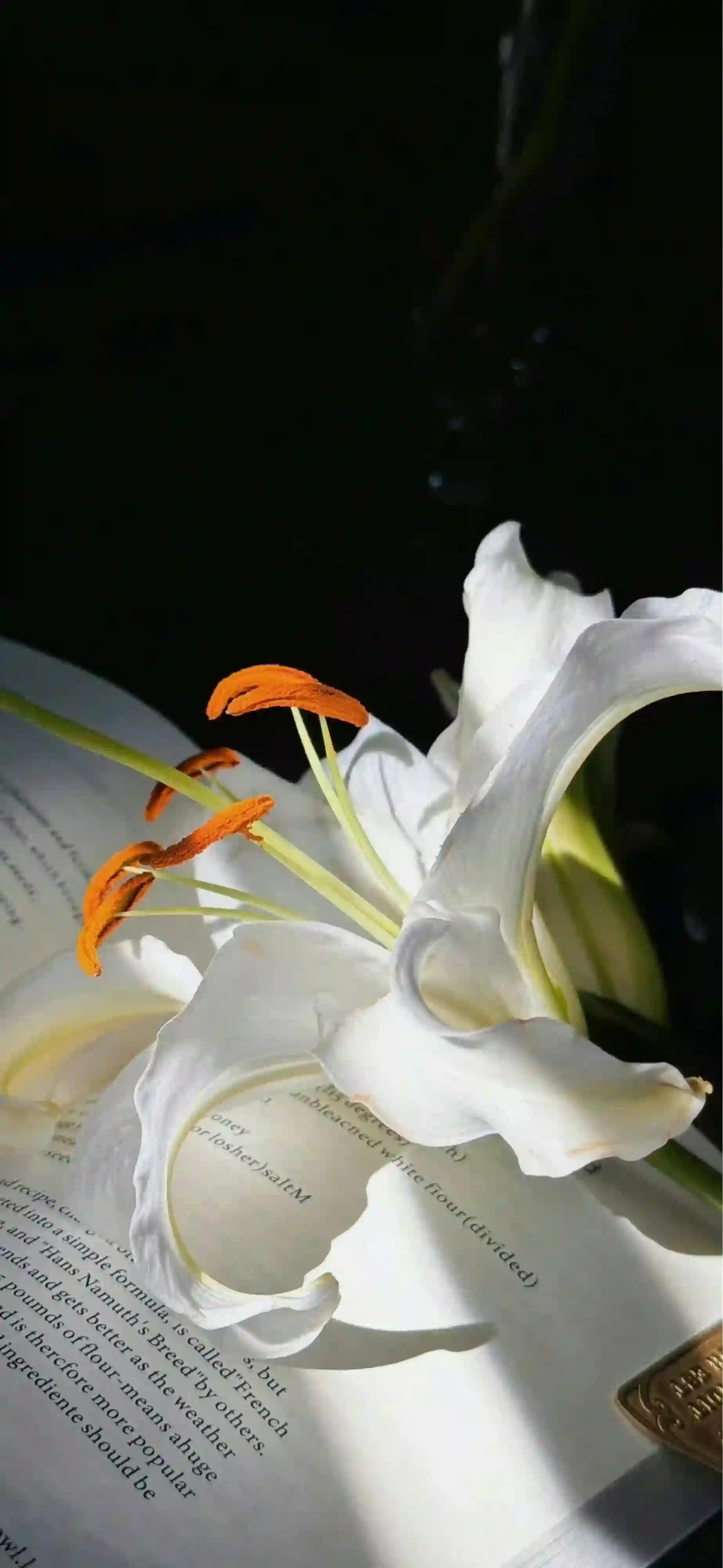 白色百合花 书页 暗调光影 文艺静物 花卉壁纸