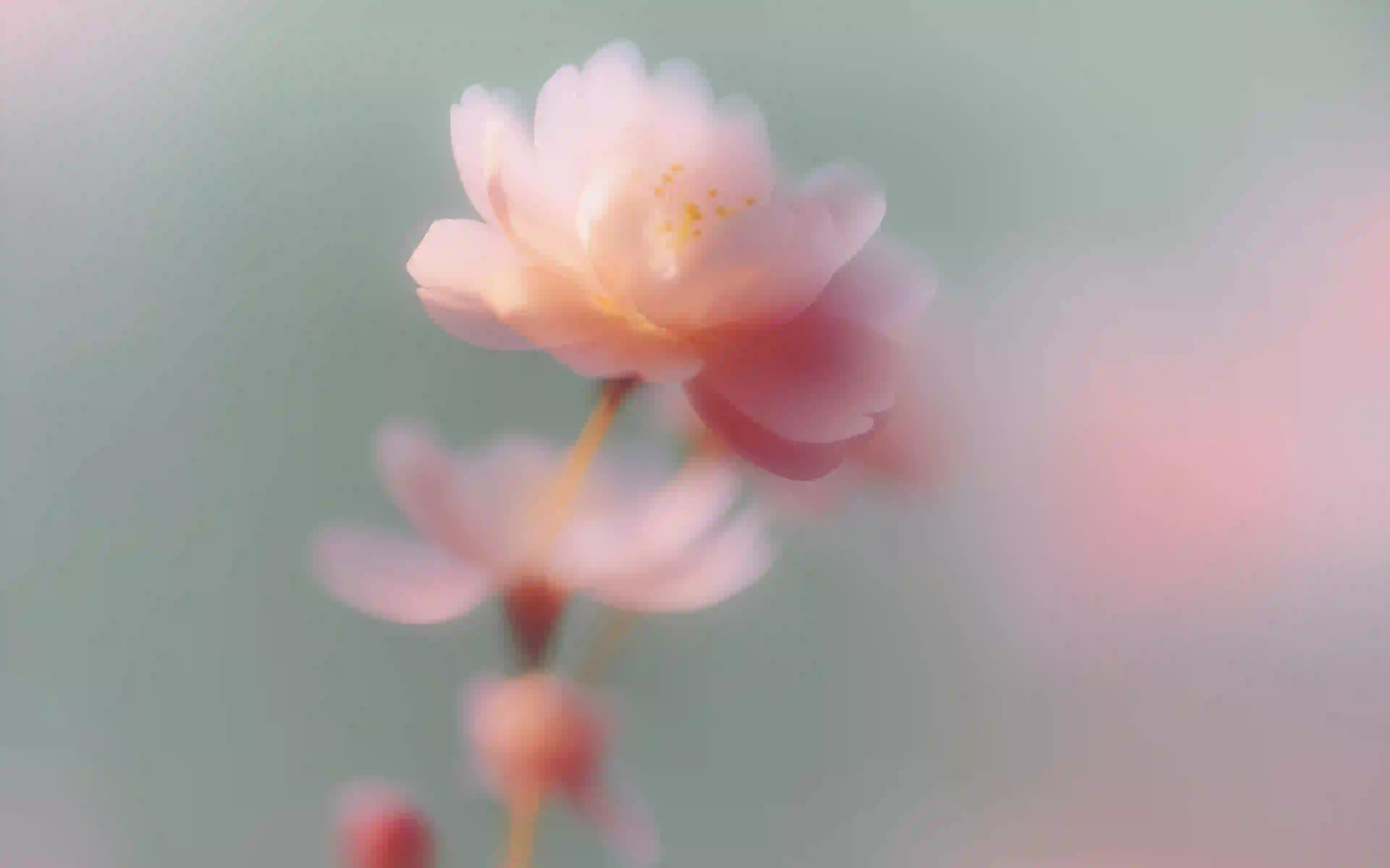 粉色梦里花 粉水 朦胧效果