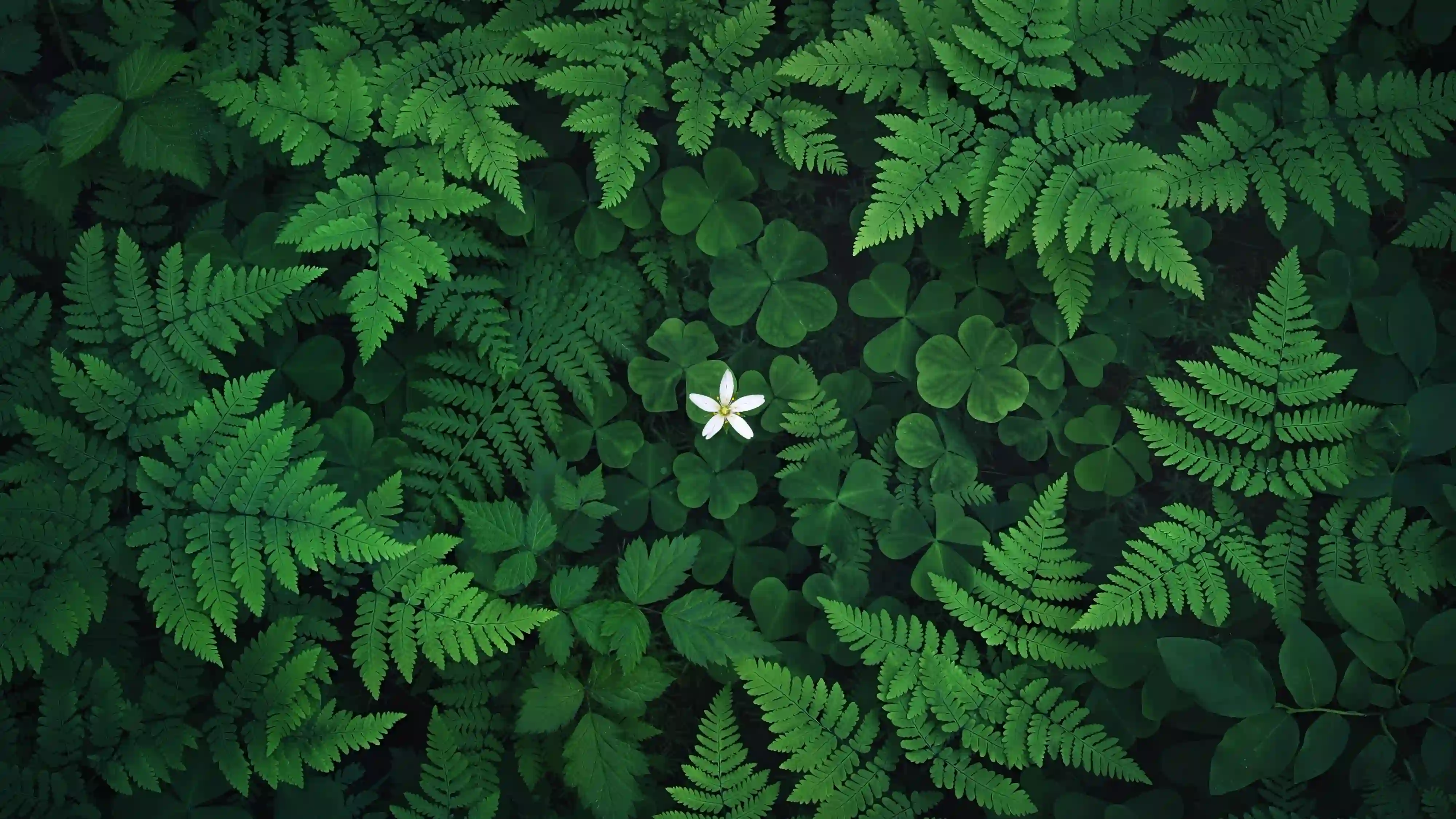 蕨类植物 三叶草 白色小花 绿色 自然 清新