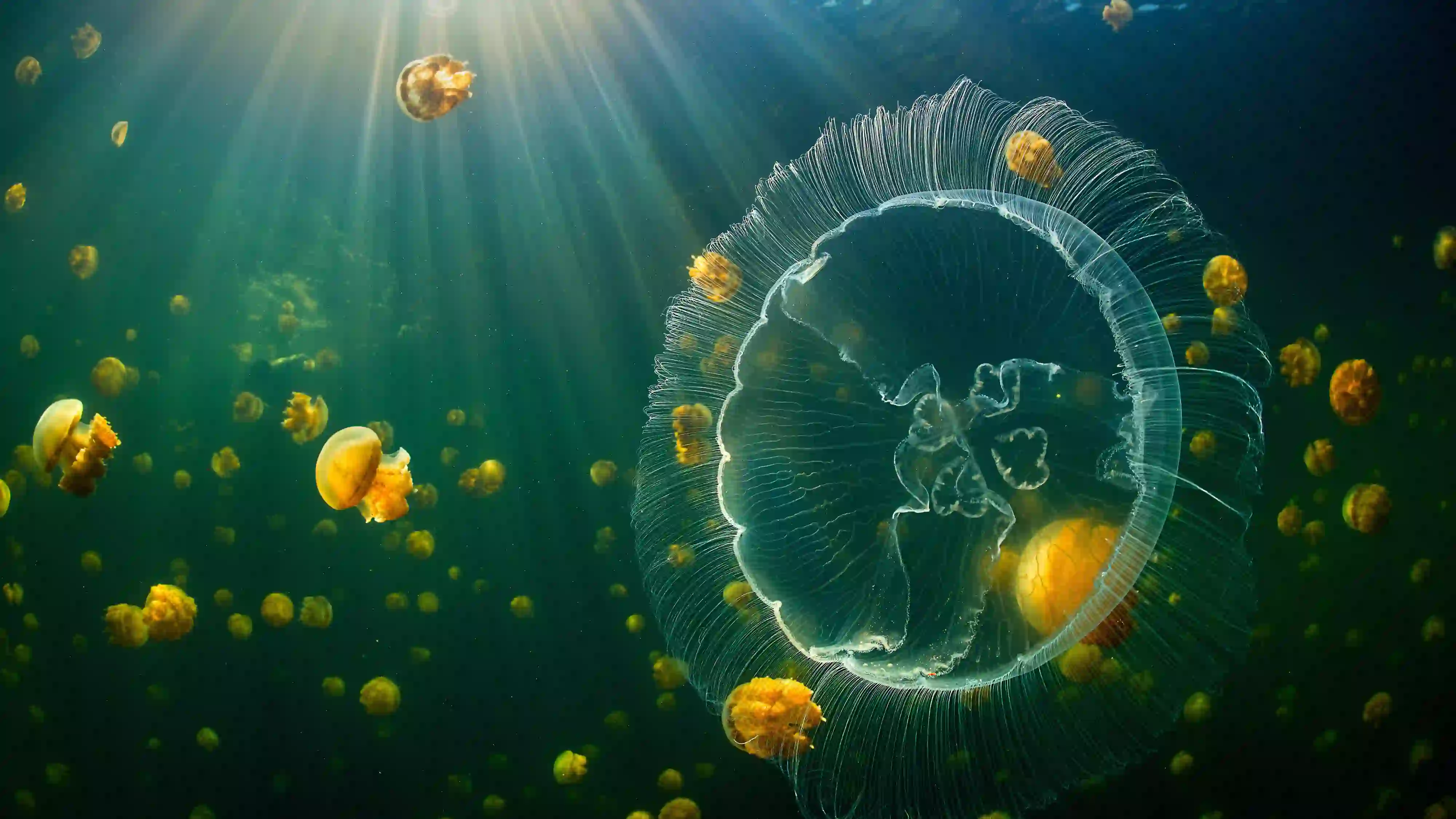 梦幻水母 水下世界 阳光