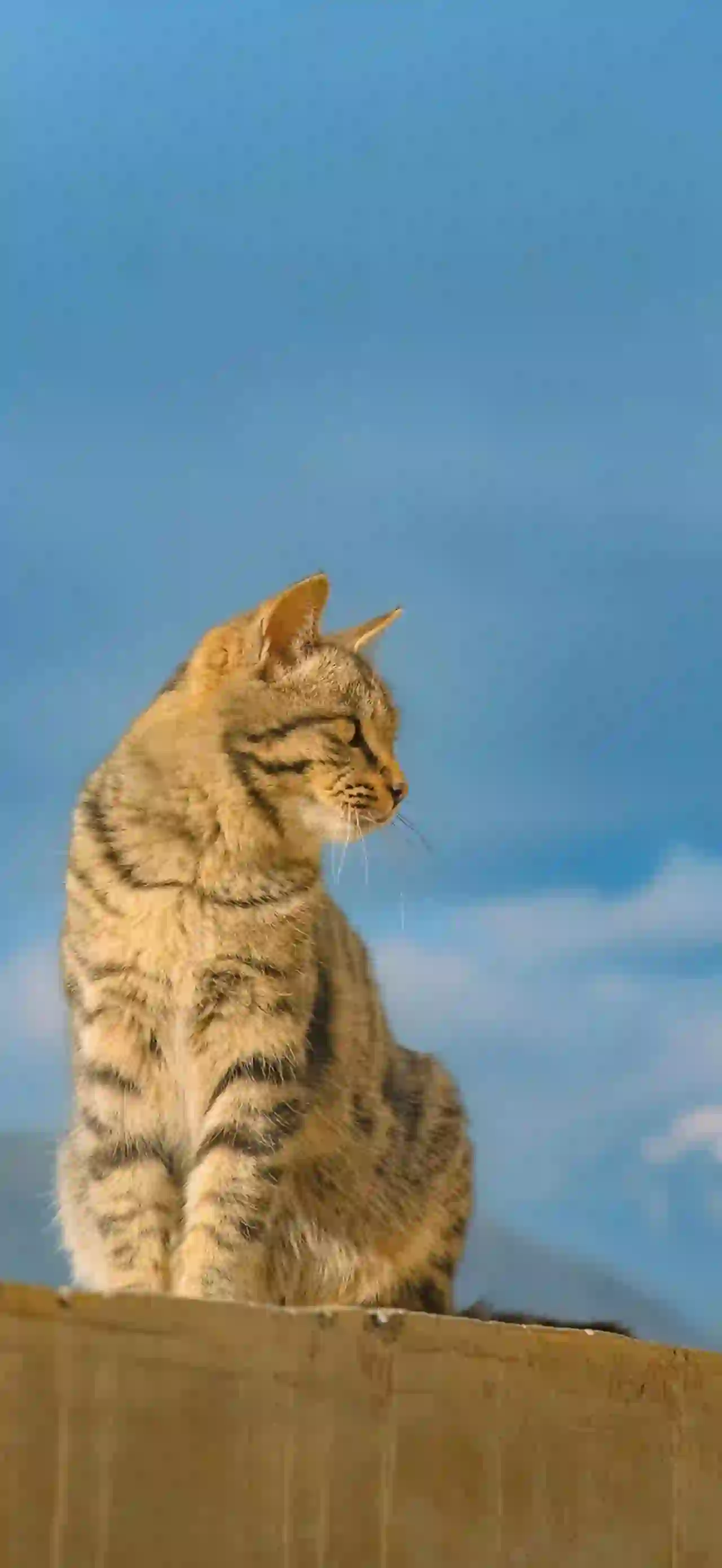 狸花猫 猫咪 可爱猫咪