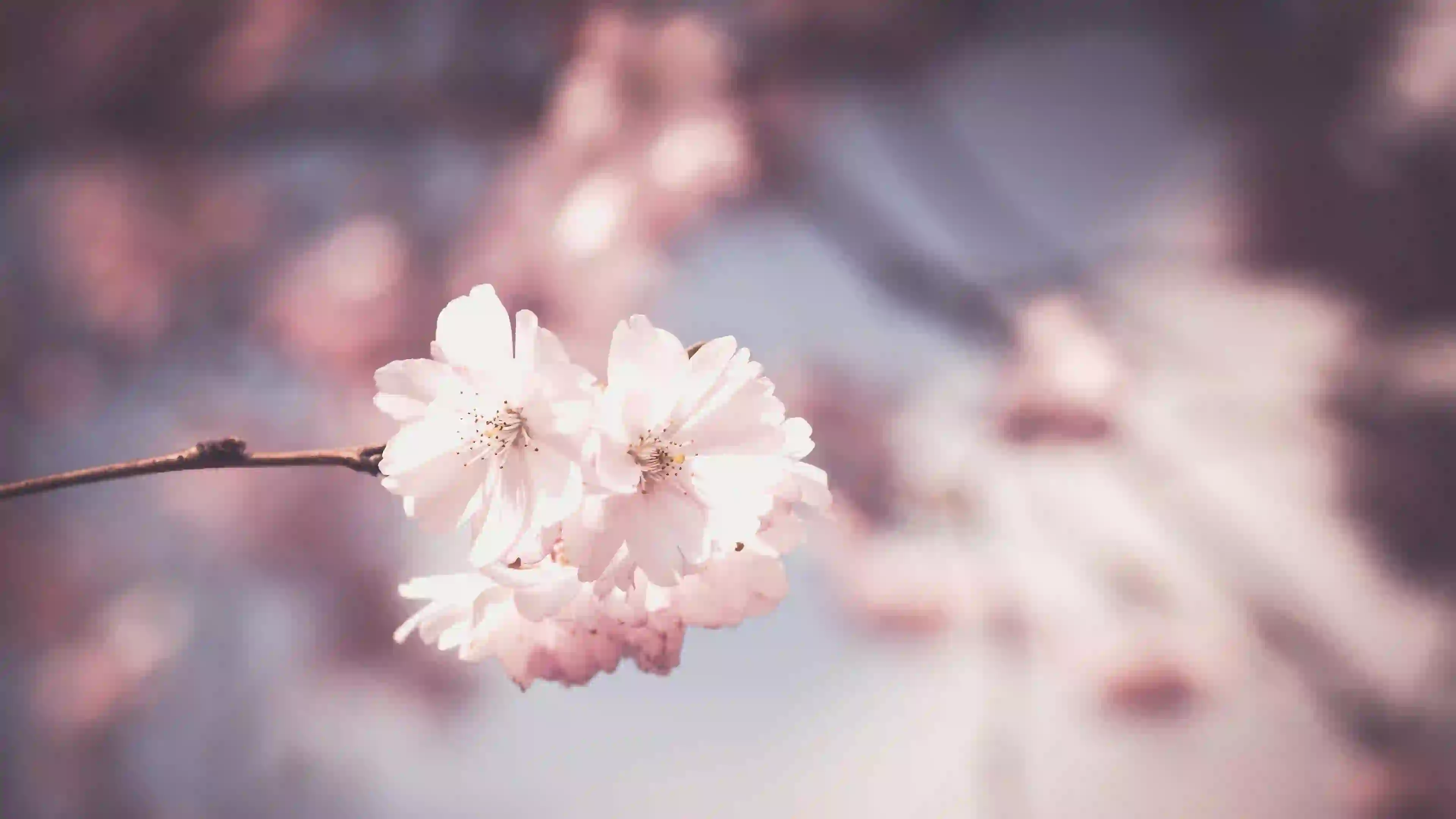 繁花 花朵 春意盎然 一枝花
