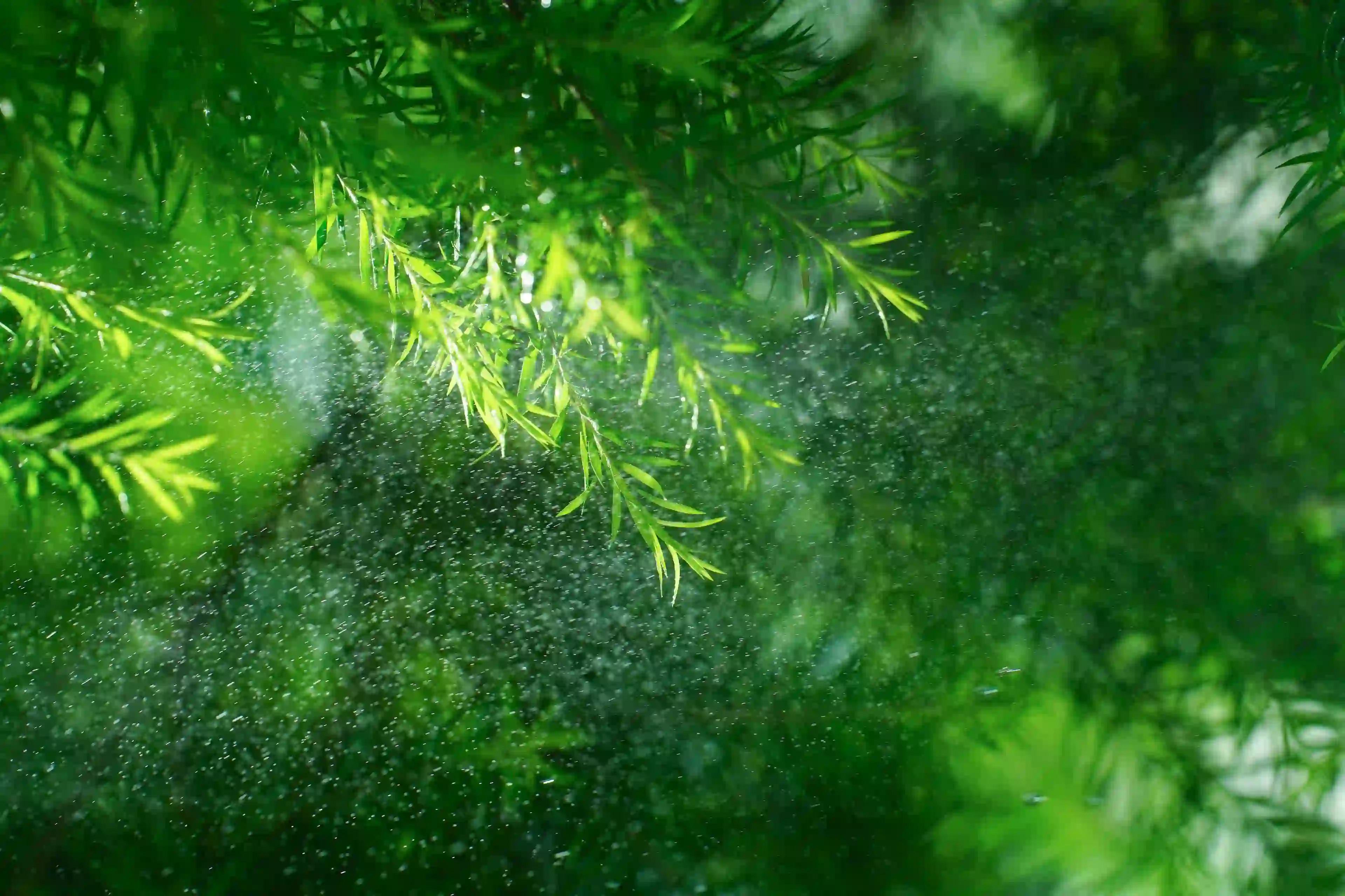 森林绿色植物水花 4K护眼壁纸