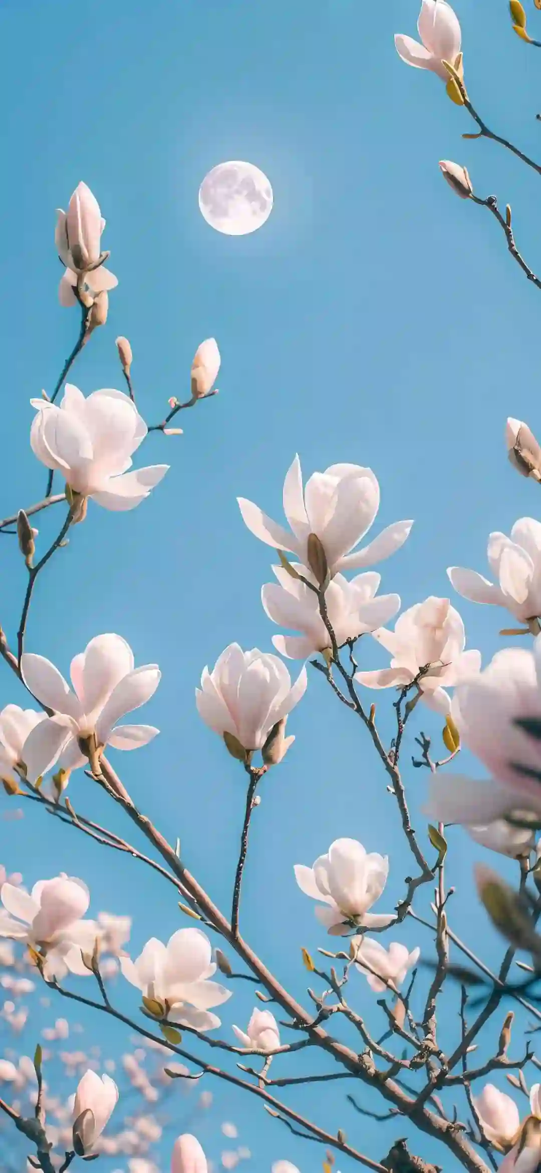 白玉兰花 蓝天 明月 花卉 春天 明月壁纸 自然