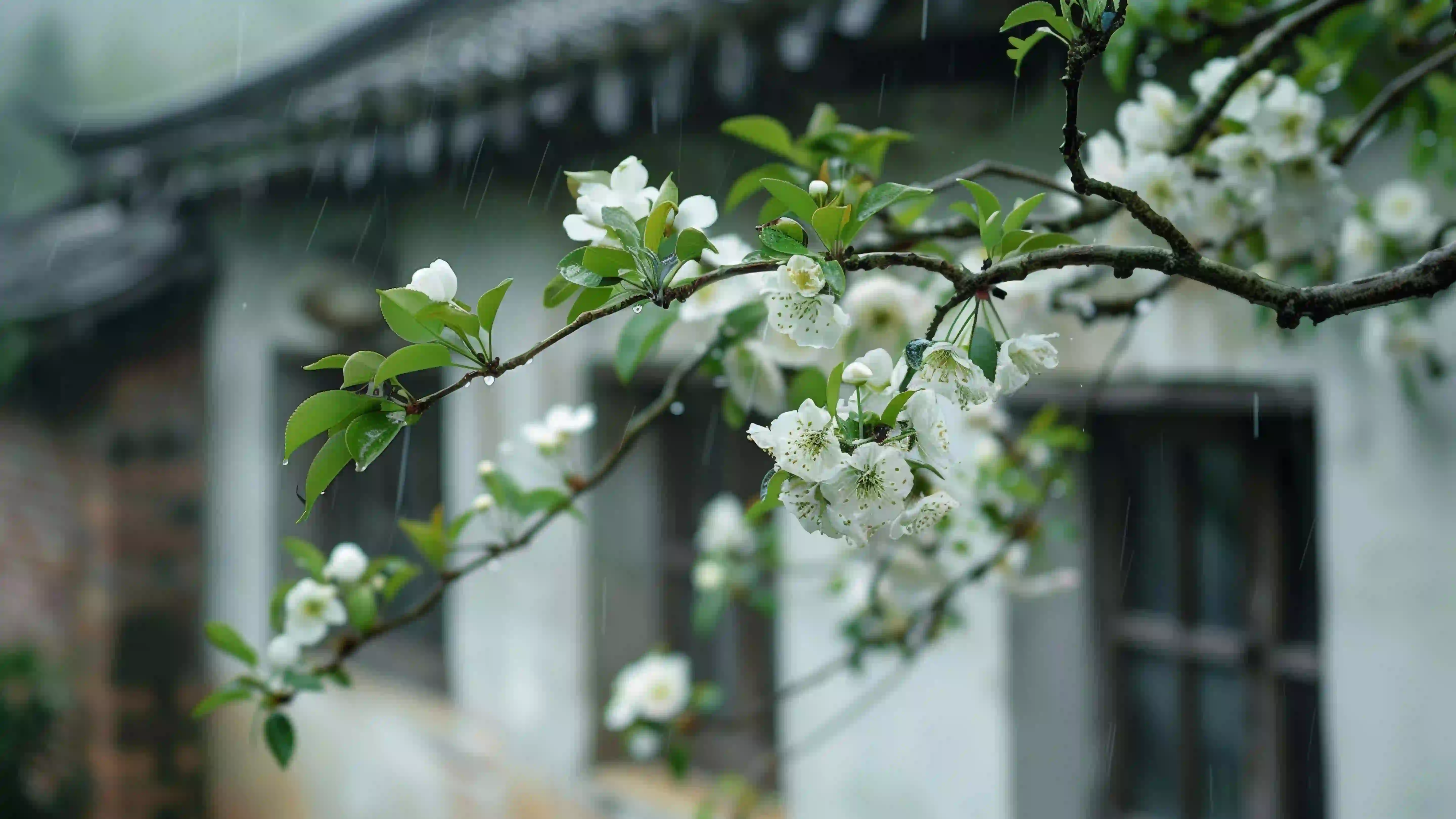 一枝花 白色花朵 古建筑