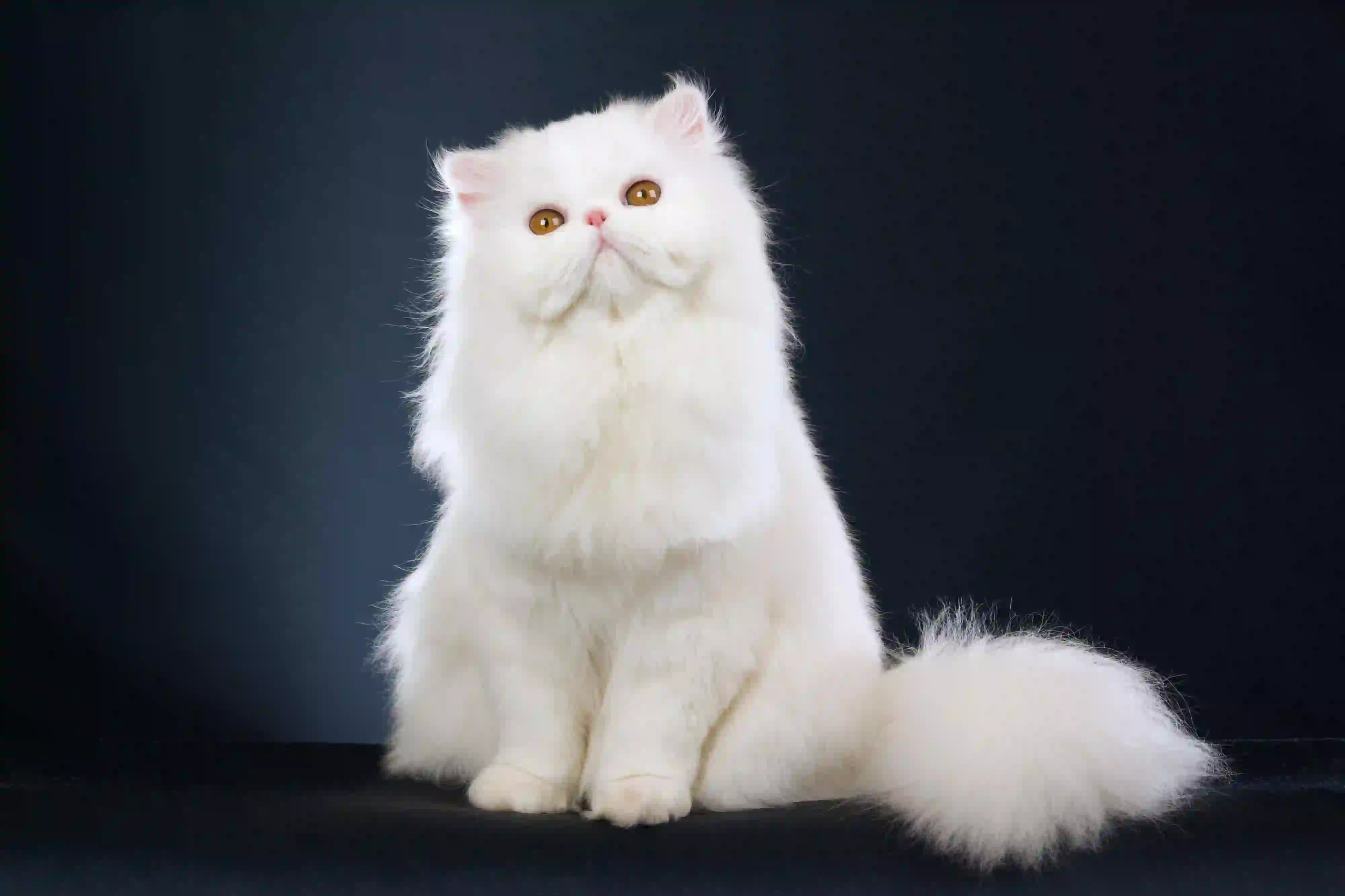 漂亮 白色波斯猫
