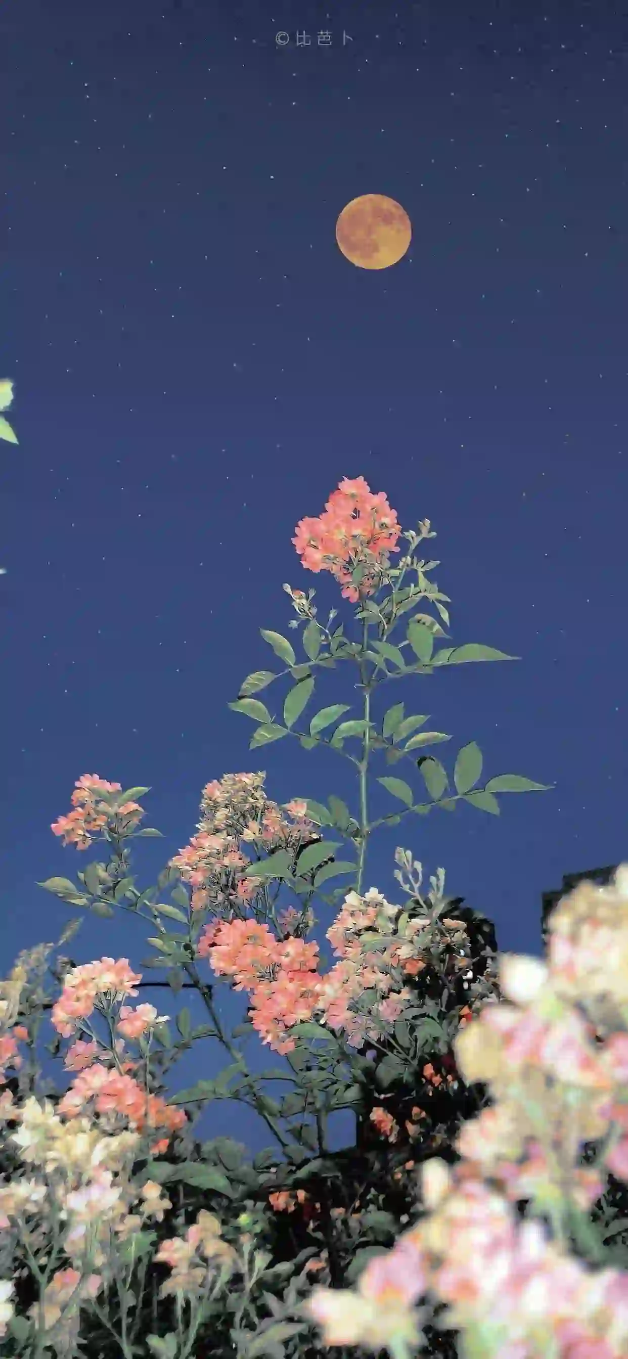 鲜花与月亮 