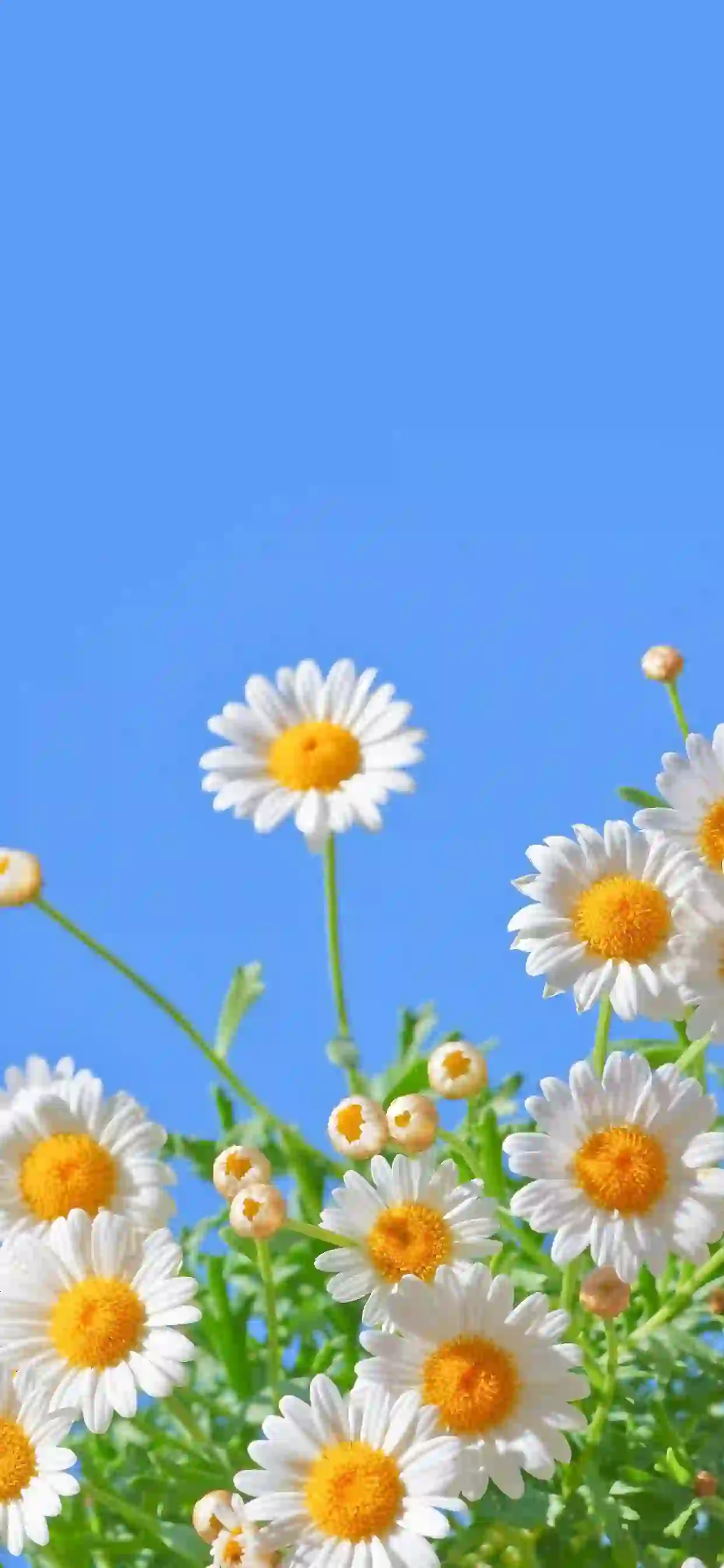 白色菊花 蓝蓝天空 植物 花