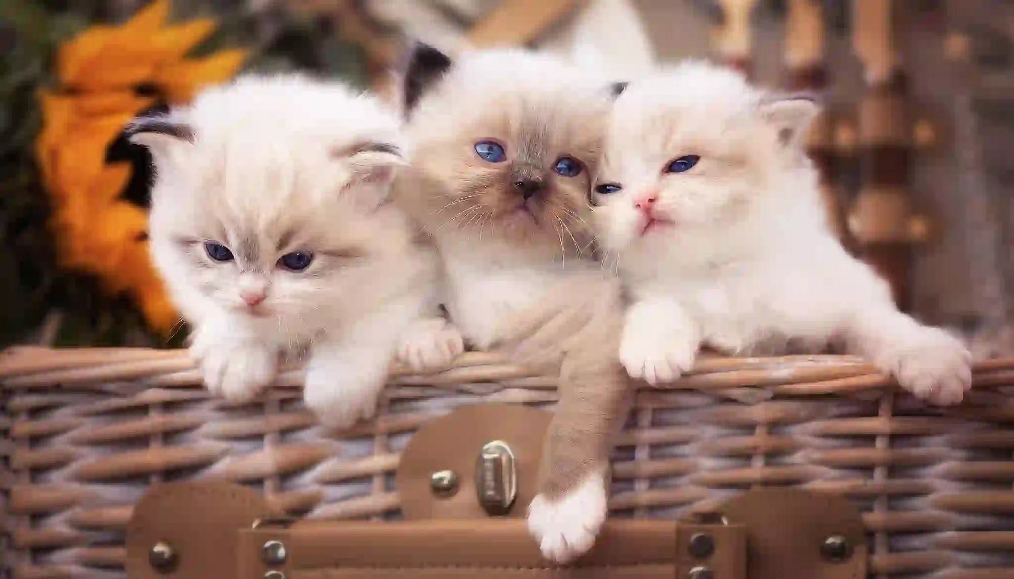 3只白色小猫咪 幼崽