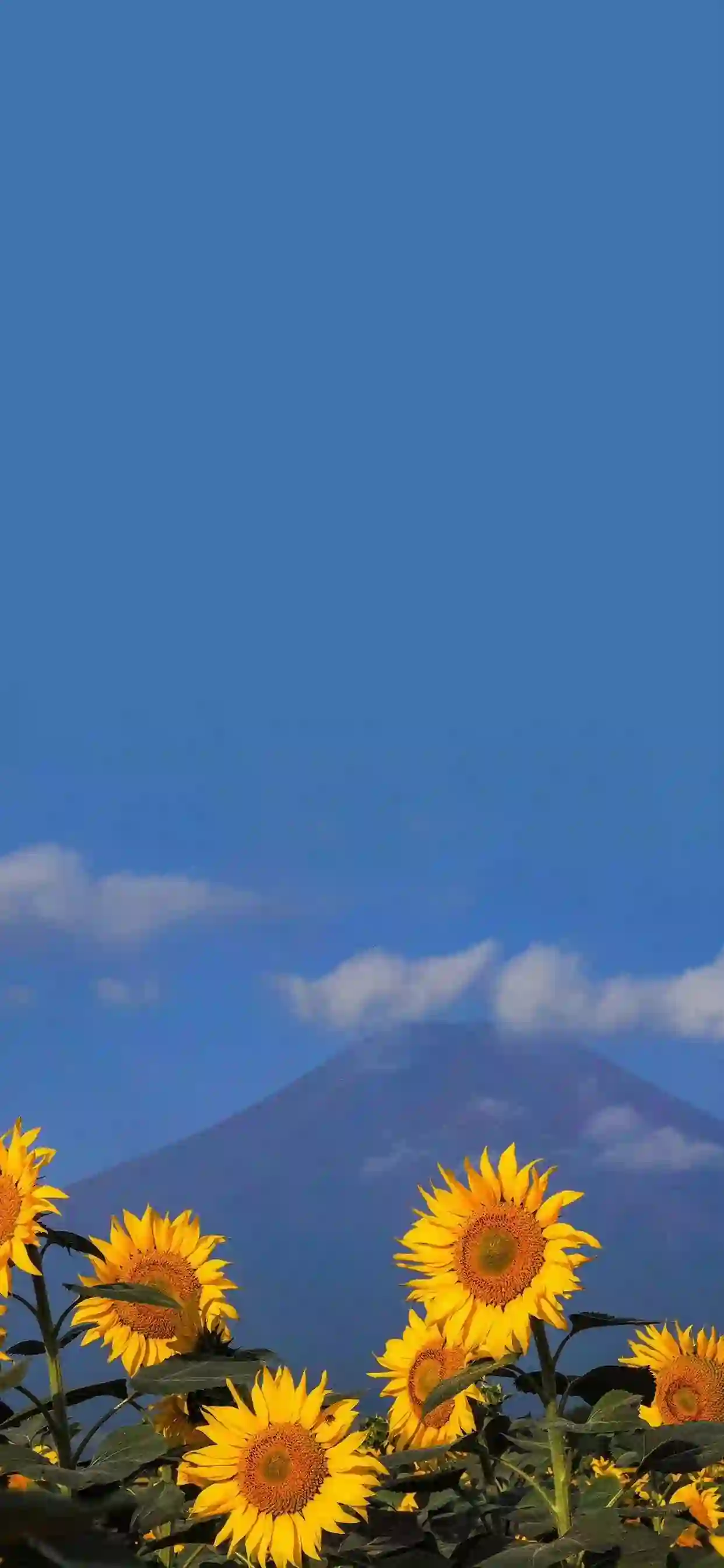 向日葵 花朵 远山
