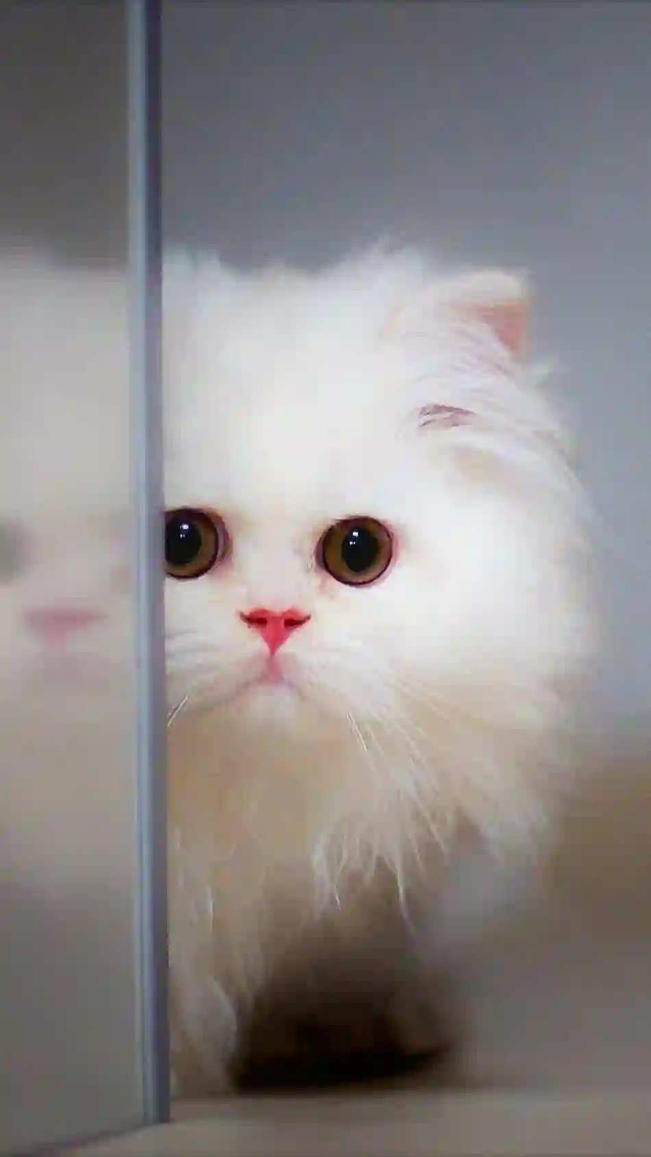 波斯猫 白色猫咪 萌宠 小猫特写 可爱猫咪 宠物摄影