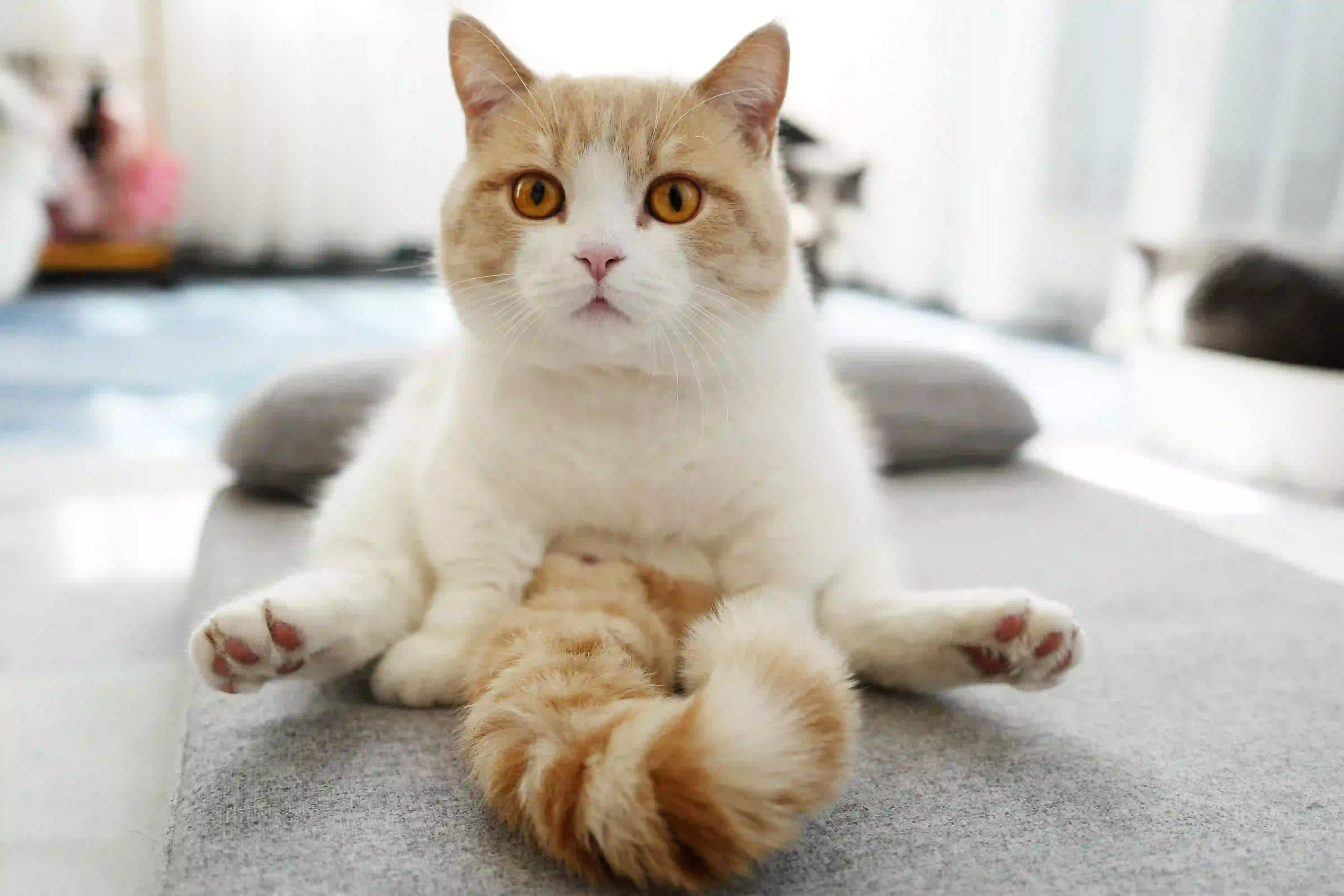 可爱 猫咪 小黄猫咪 圆脸
