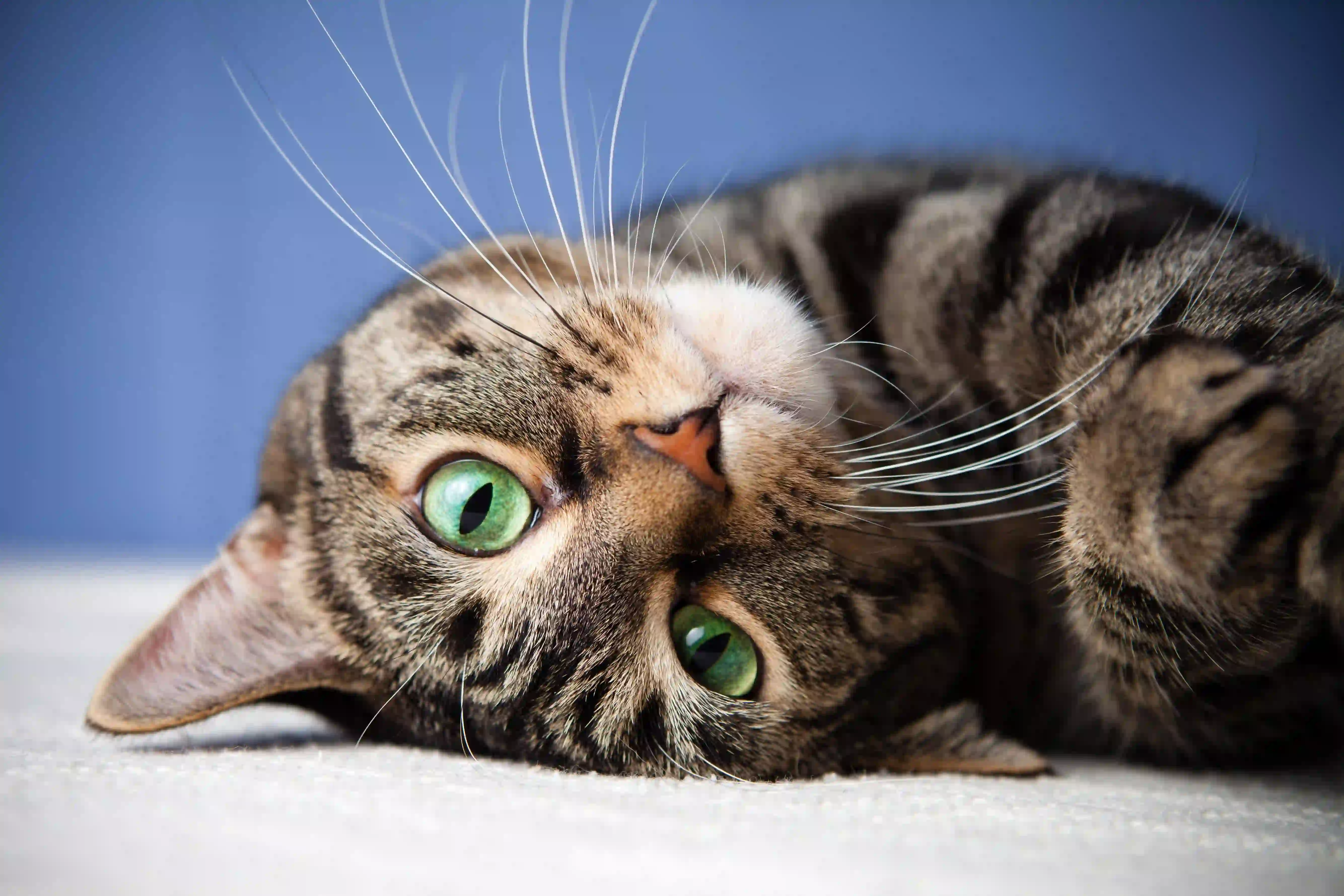可爱小猫咪 撒娇的可爱小猫咪