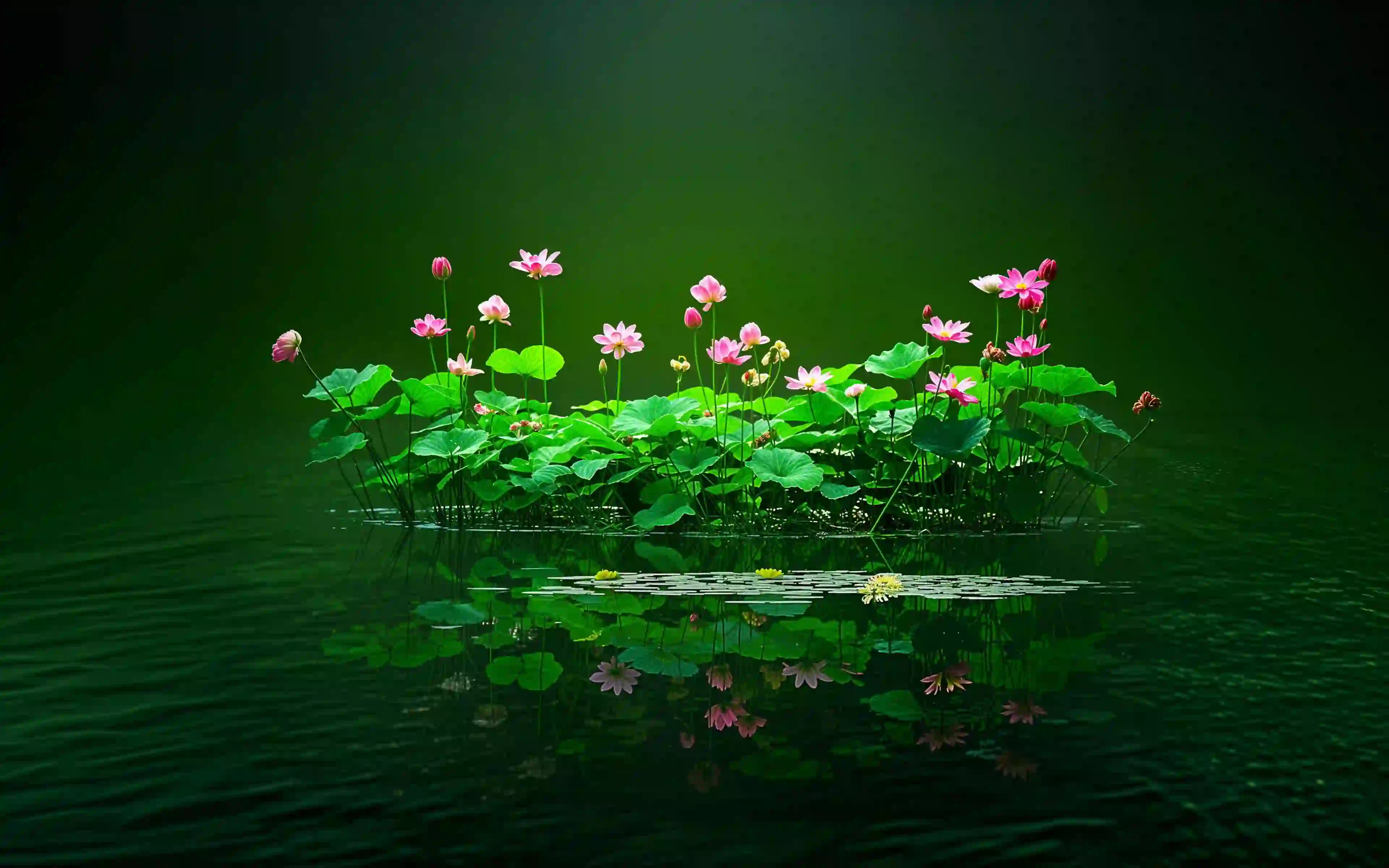 倒影 湖泊 水 花 绿色植物