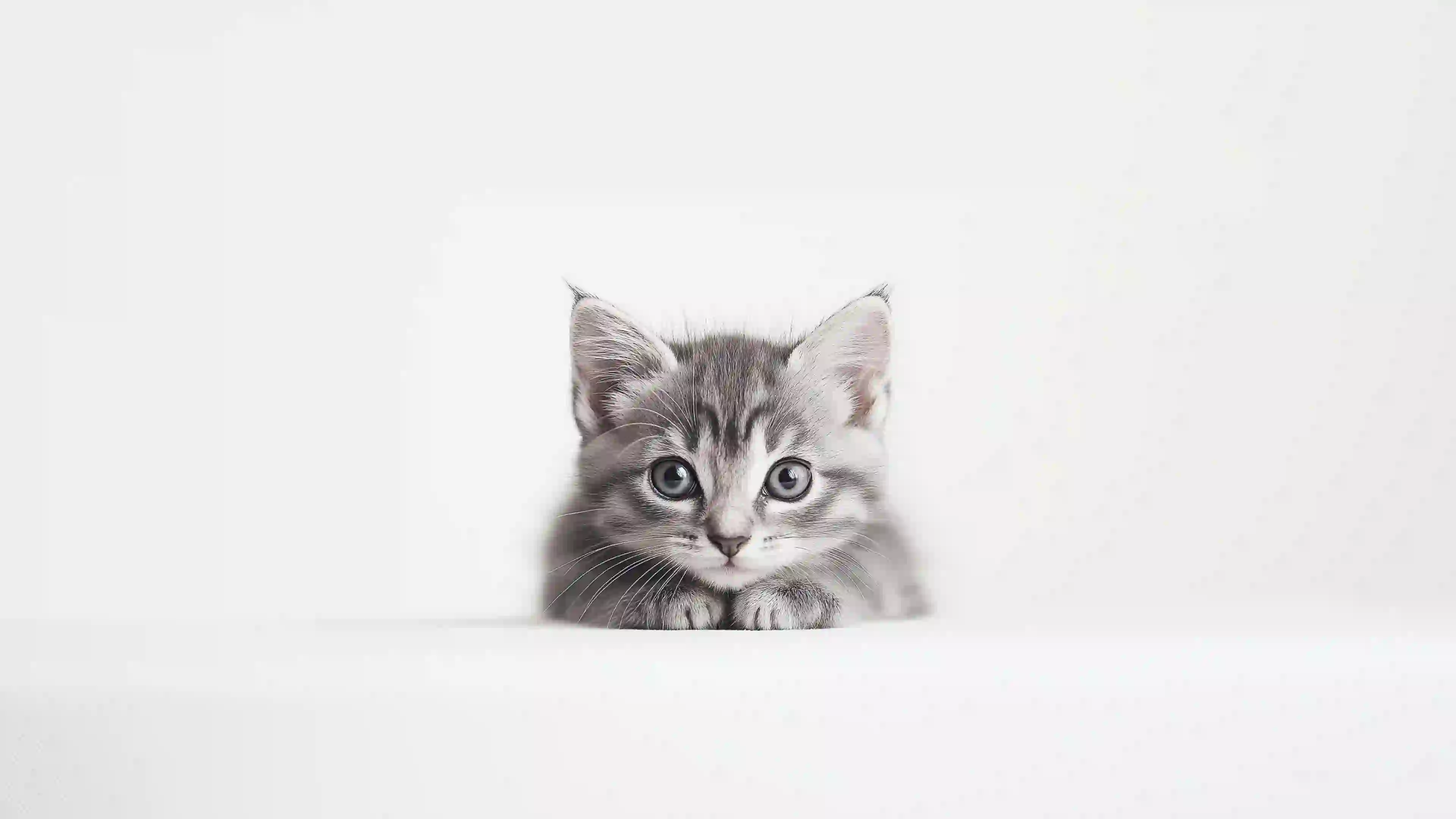 眼神清澈的小猫咪 可爱猫咪 猫 宠物
