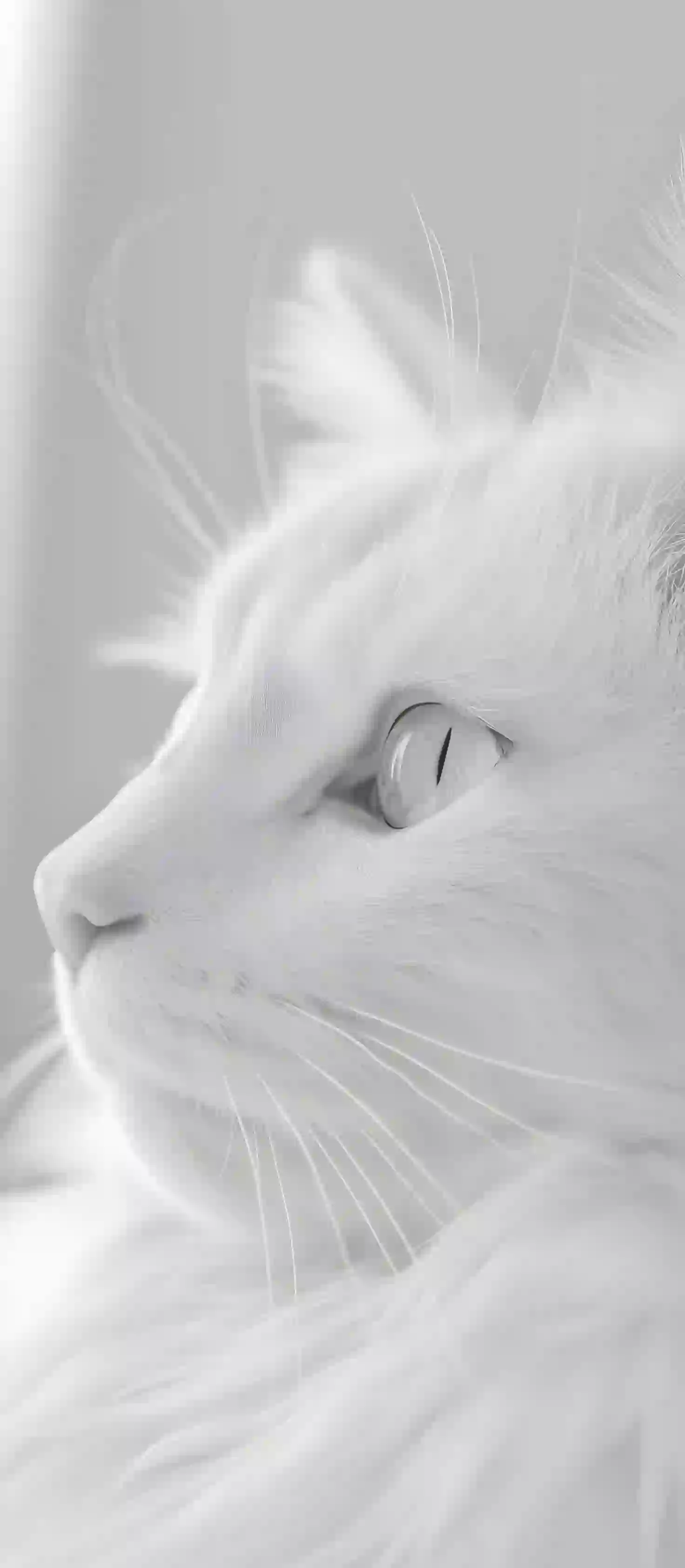 猫 白色猫 眼神 庄严