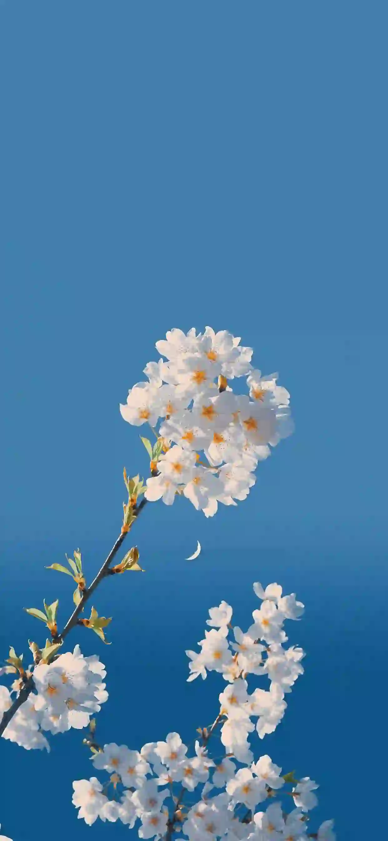 一支鲜花 花 白色花朵 蓝色天空 