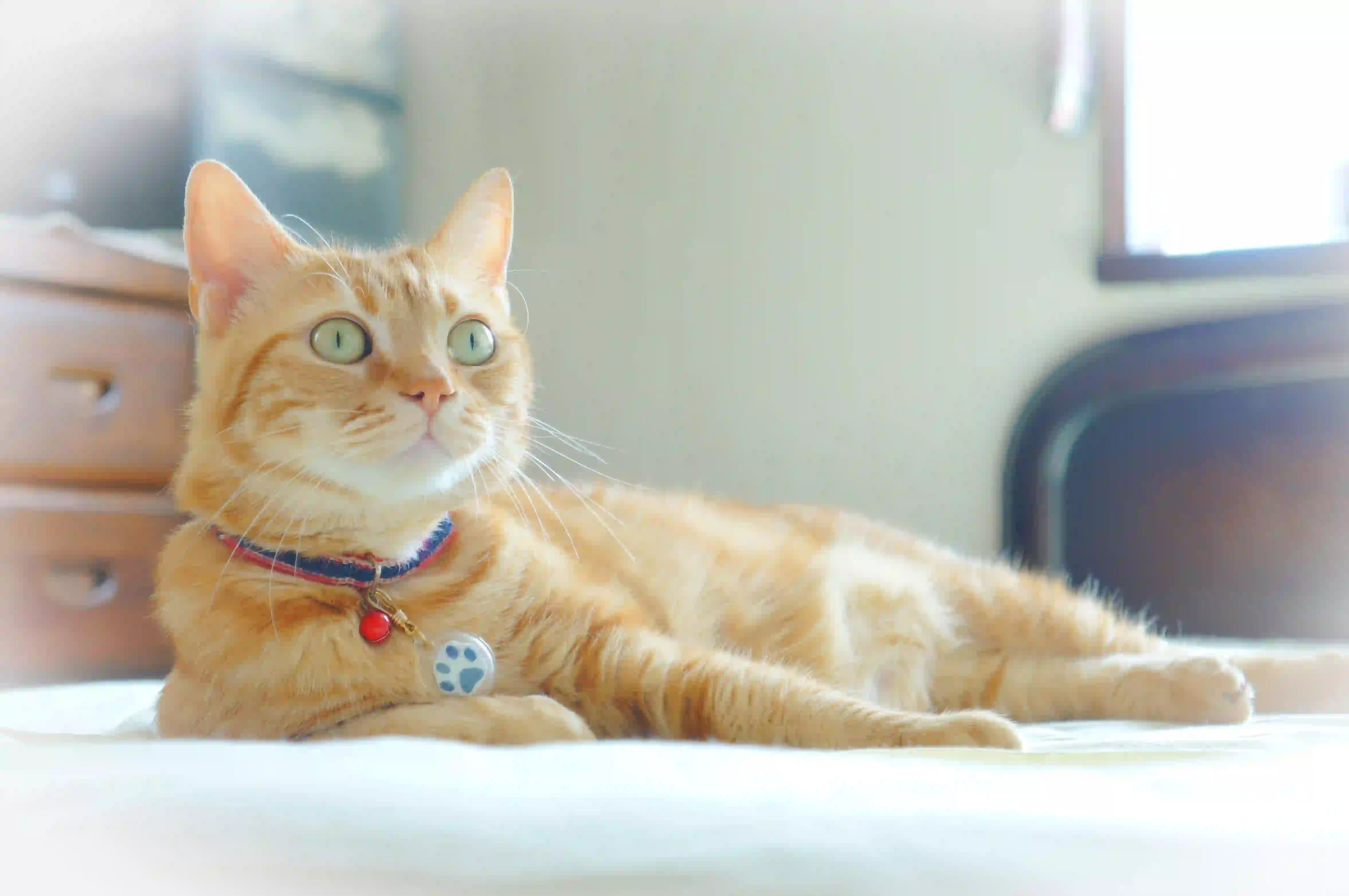 可爱小橘猫 眼睛 铃铛