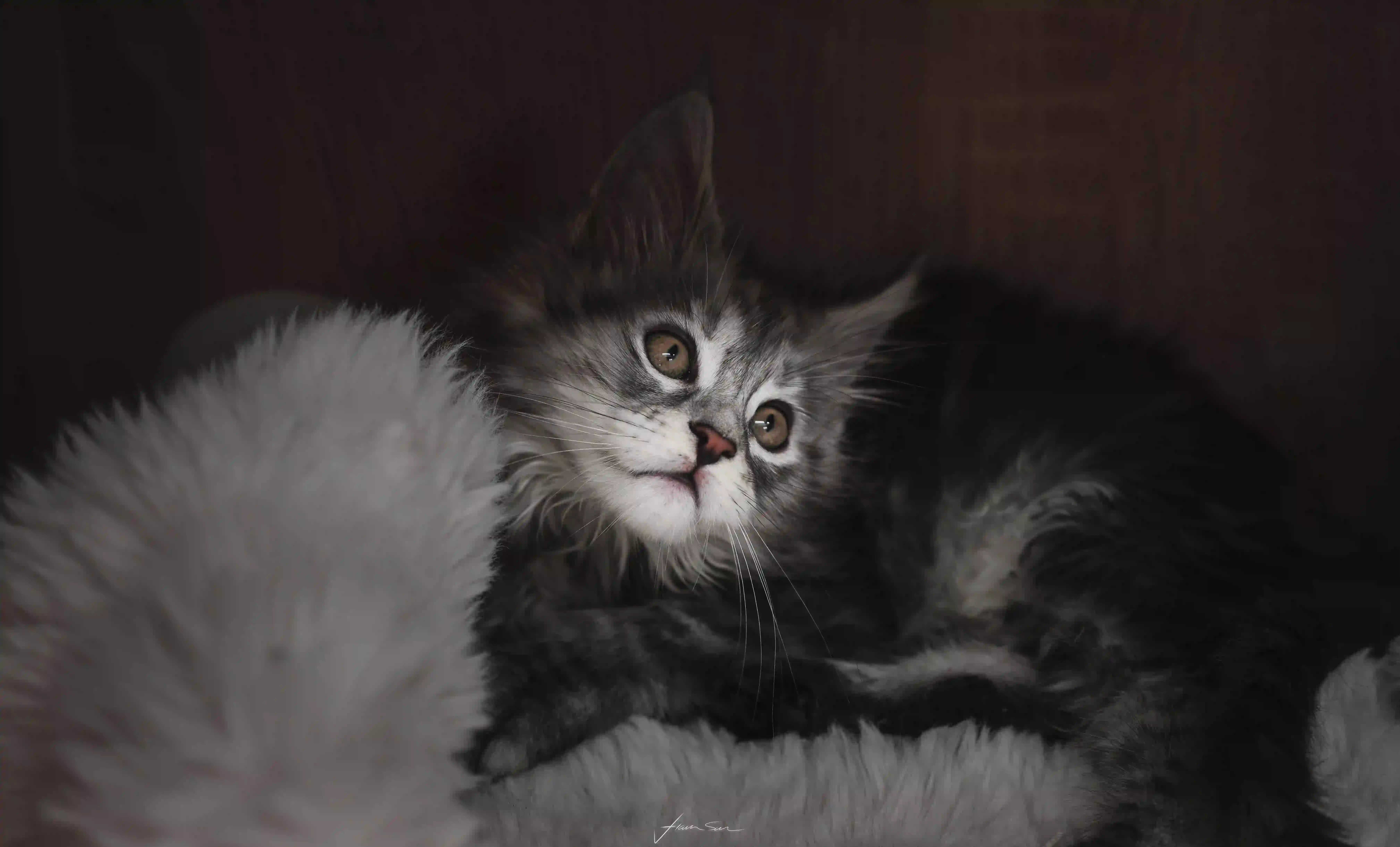 可爱狸花猫 小猫咪 猫咪 可爱
