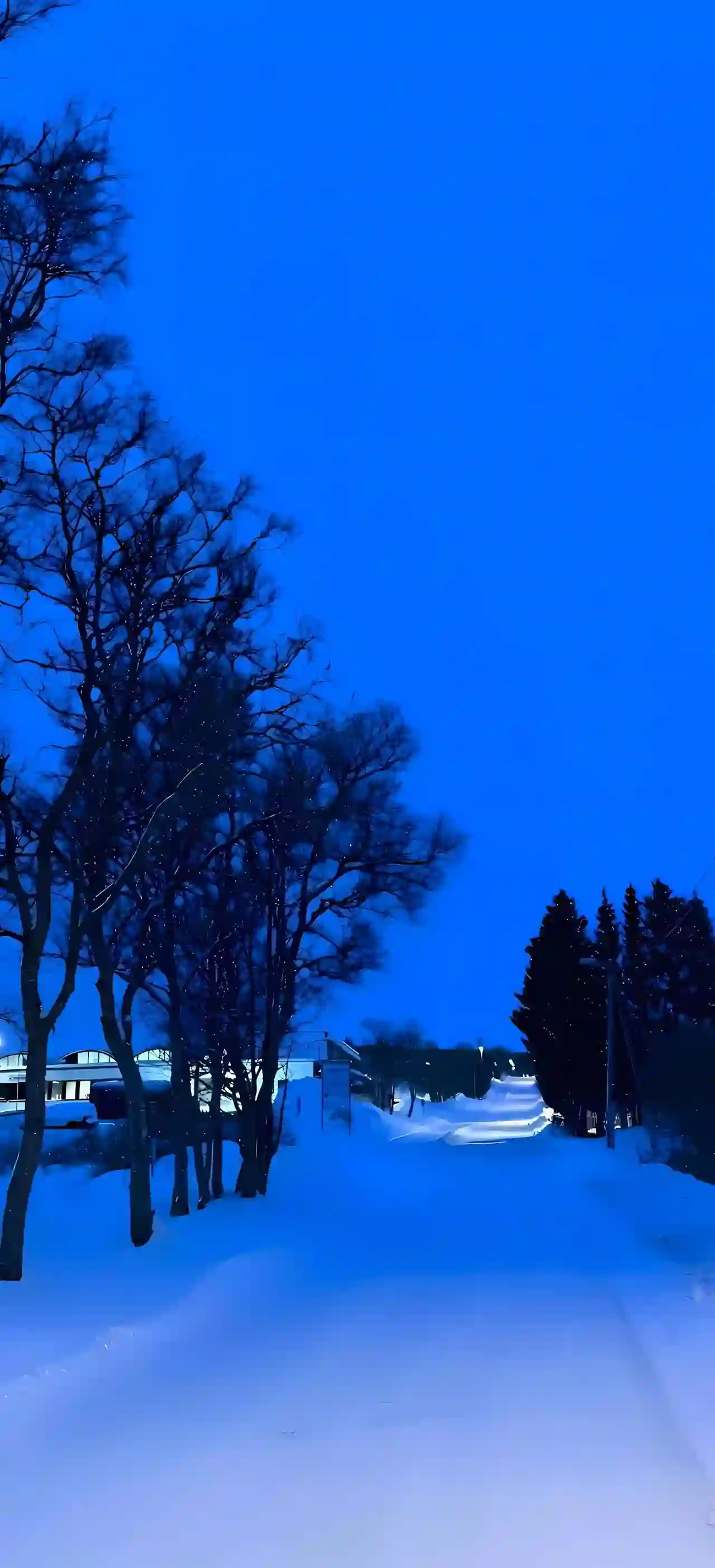 雪夜 静谧 蓝色天空 树木剪影 道路 冬季