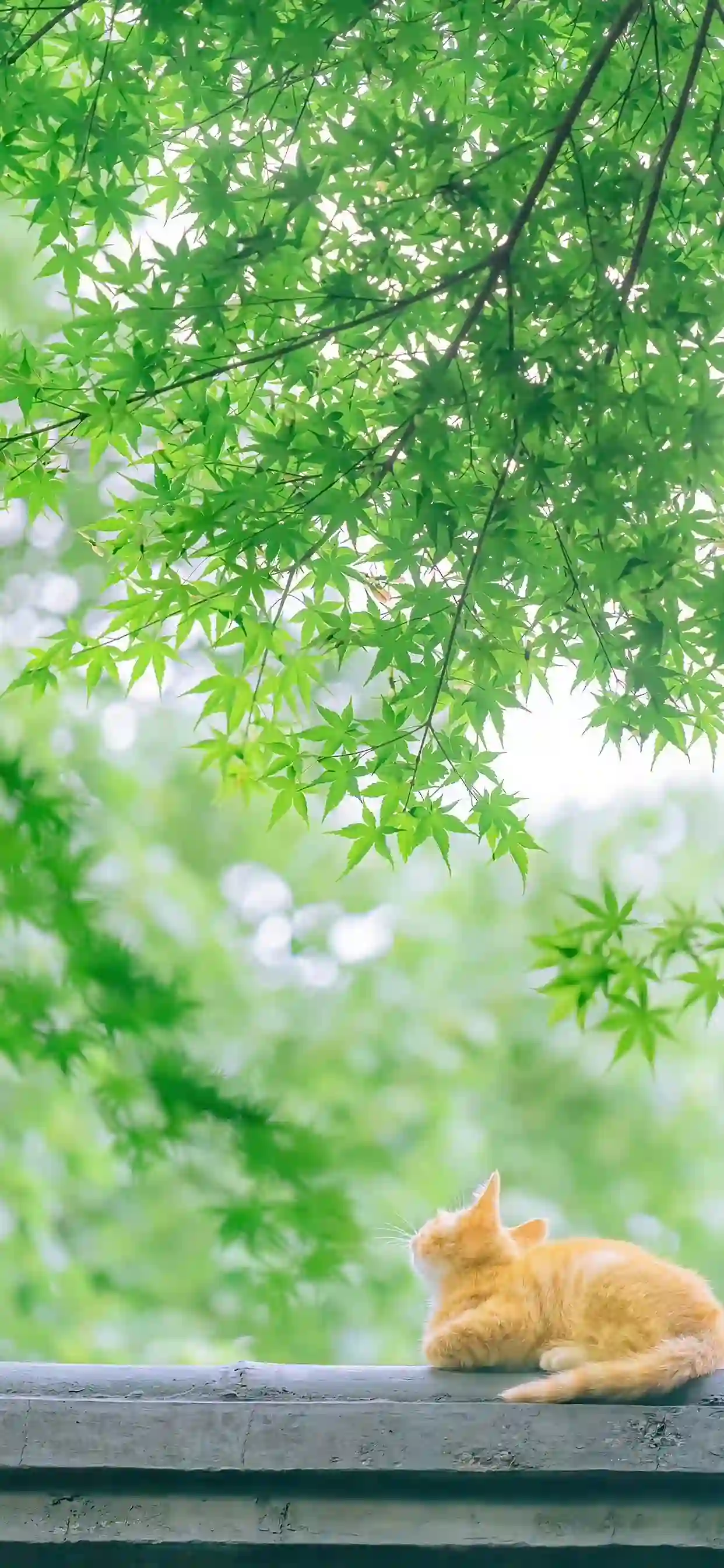橘猫 青枫叶 绿植 萌宠 自然清新 治愈