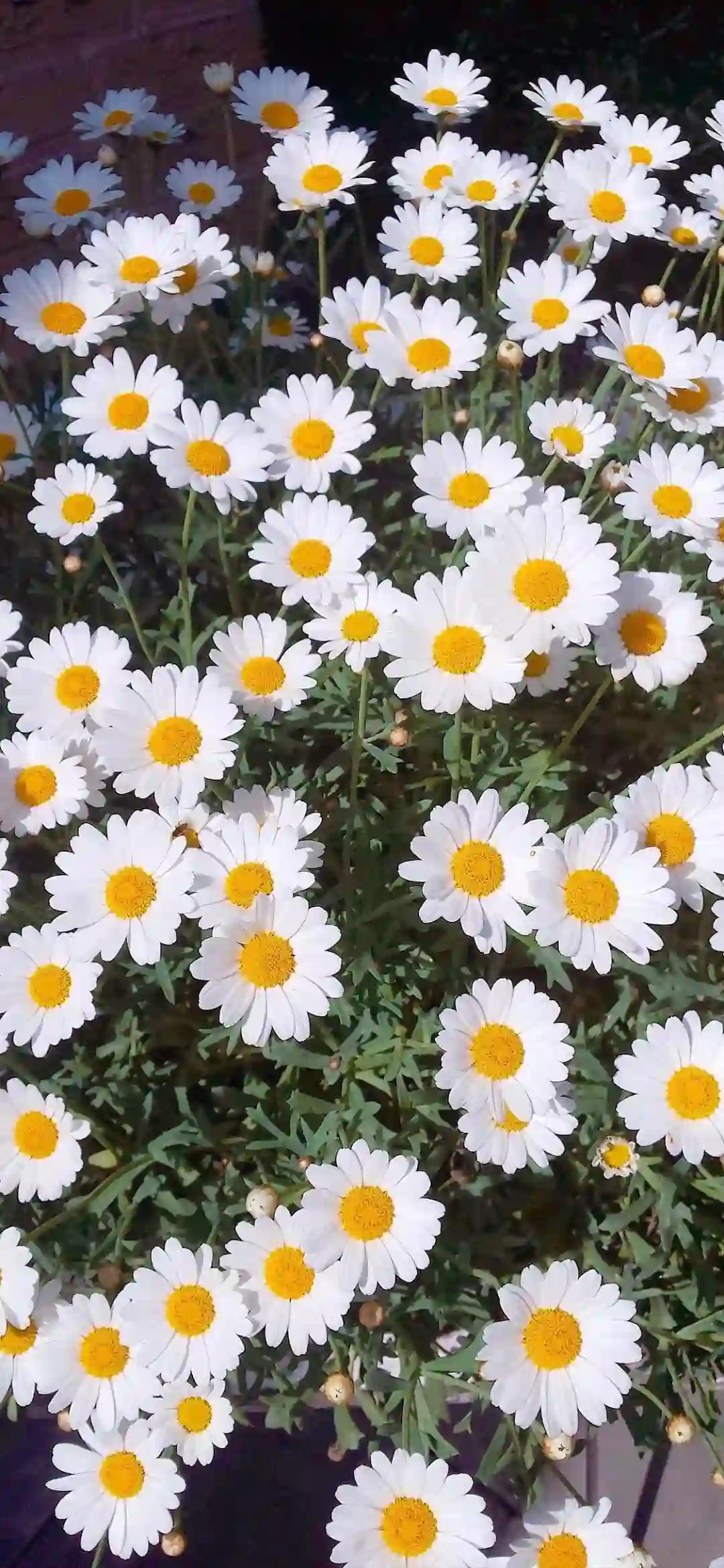 雏菊 白色鲜花 花卉特写 自然风景 清新植物
