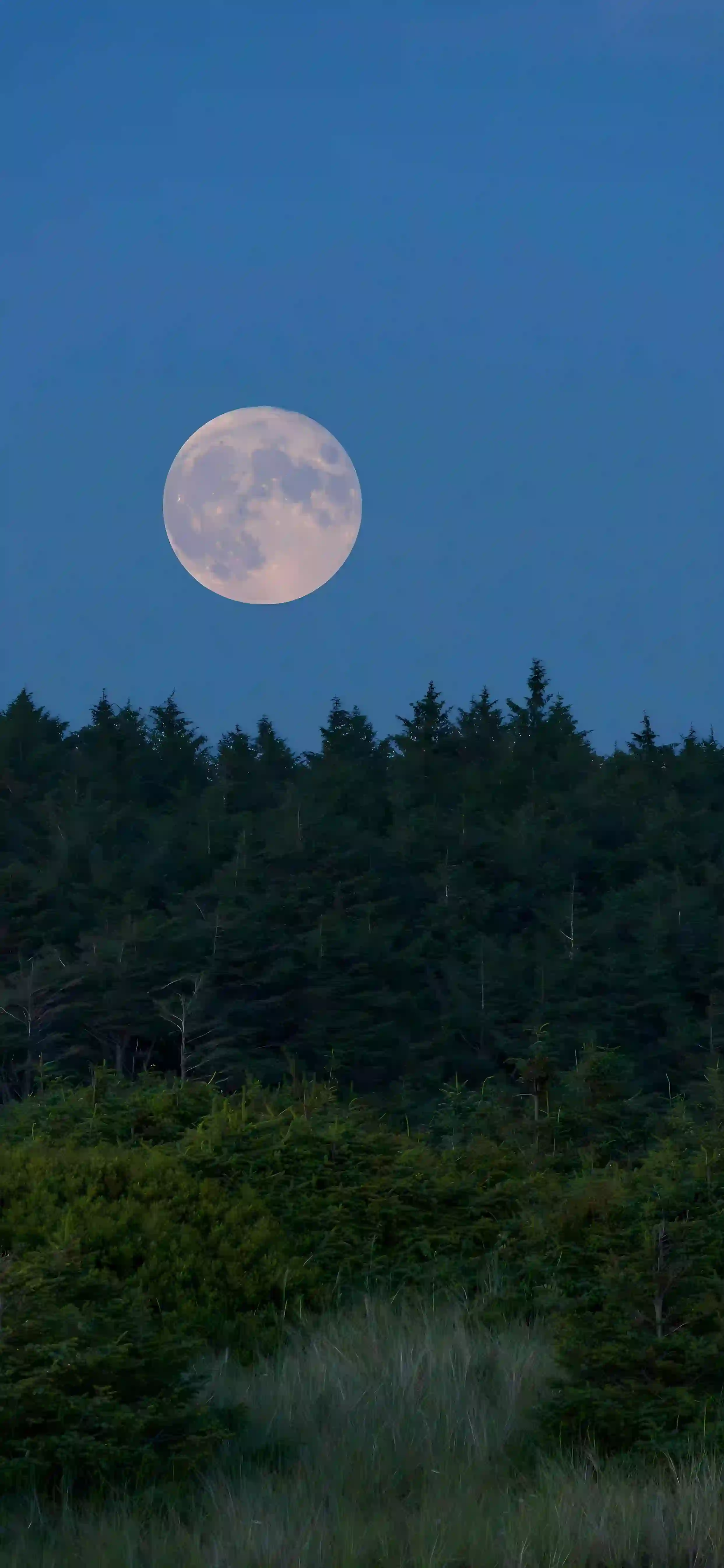 月夜 森林 蓝天 满月 风景 宁静