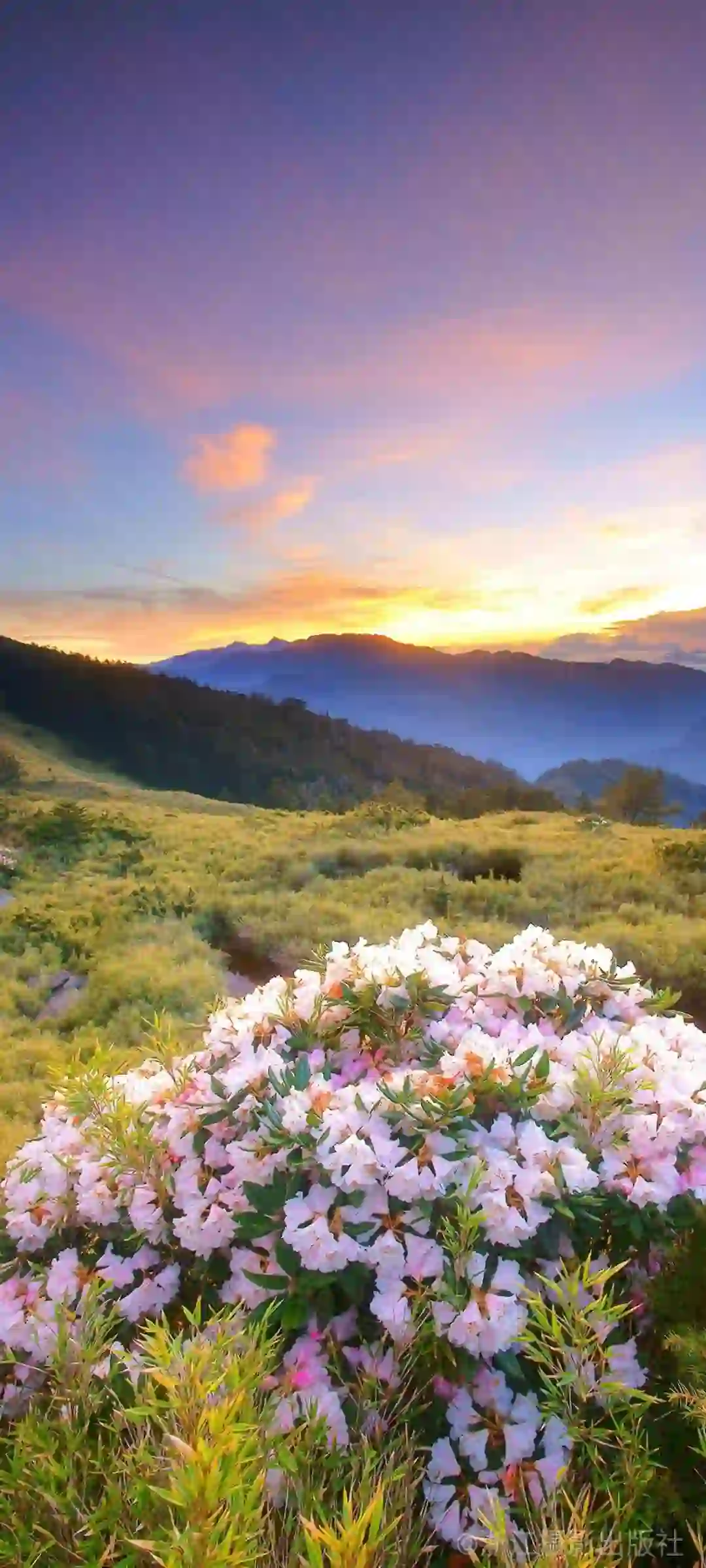 夕阳西下 花 草原 山