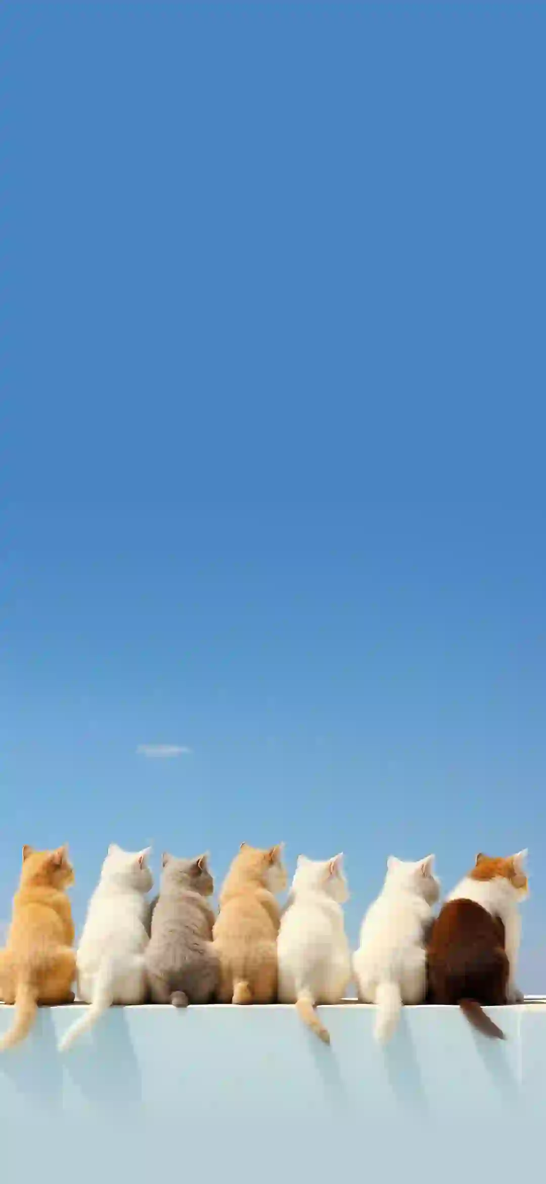 可爱小猫咪 排排站 可爱 蓝色天空