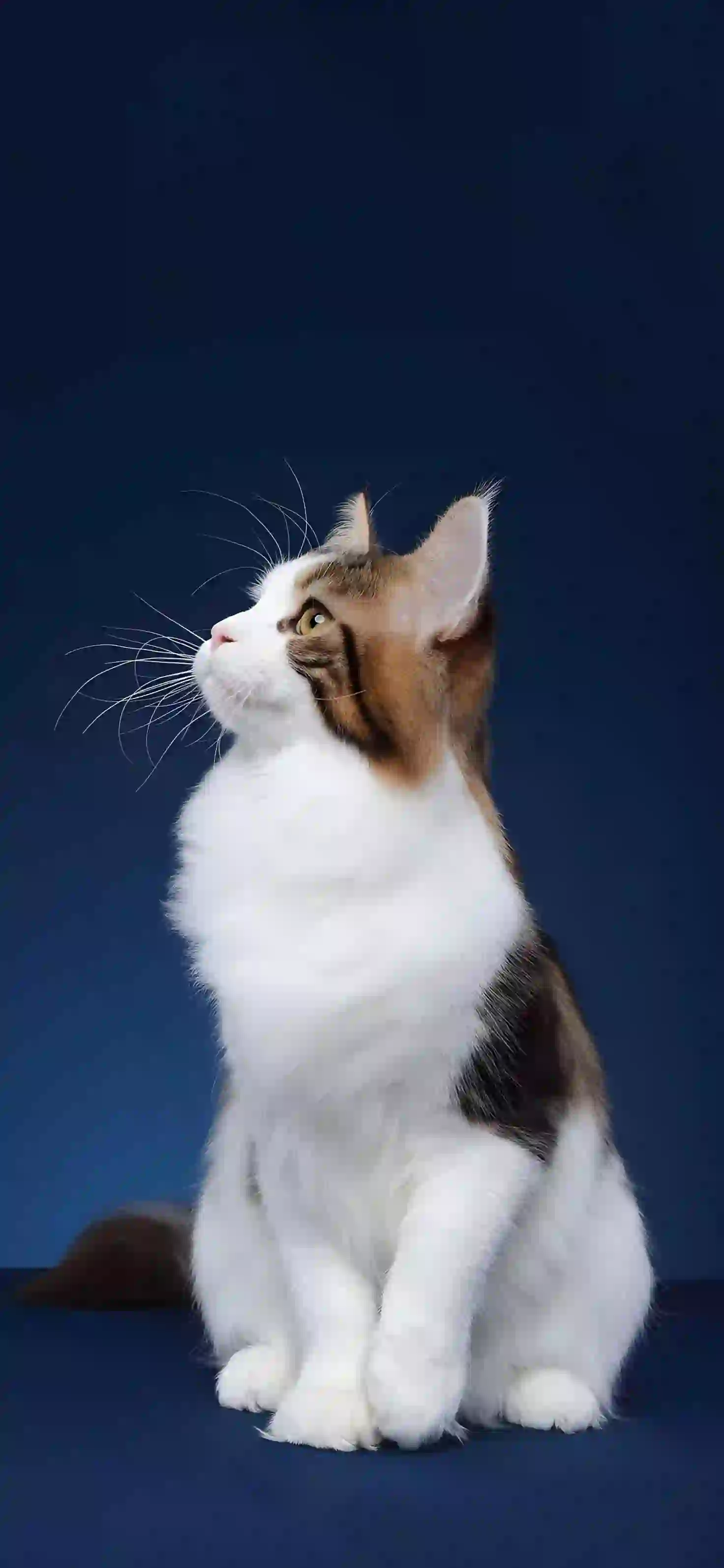 可爱小猫咪 萌萌 白色猫咪 花猫咪