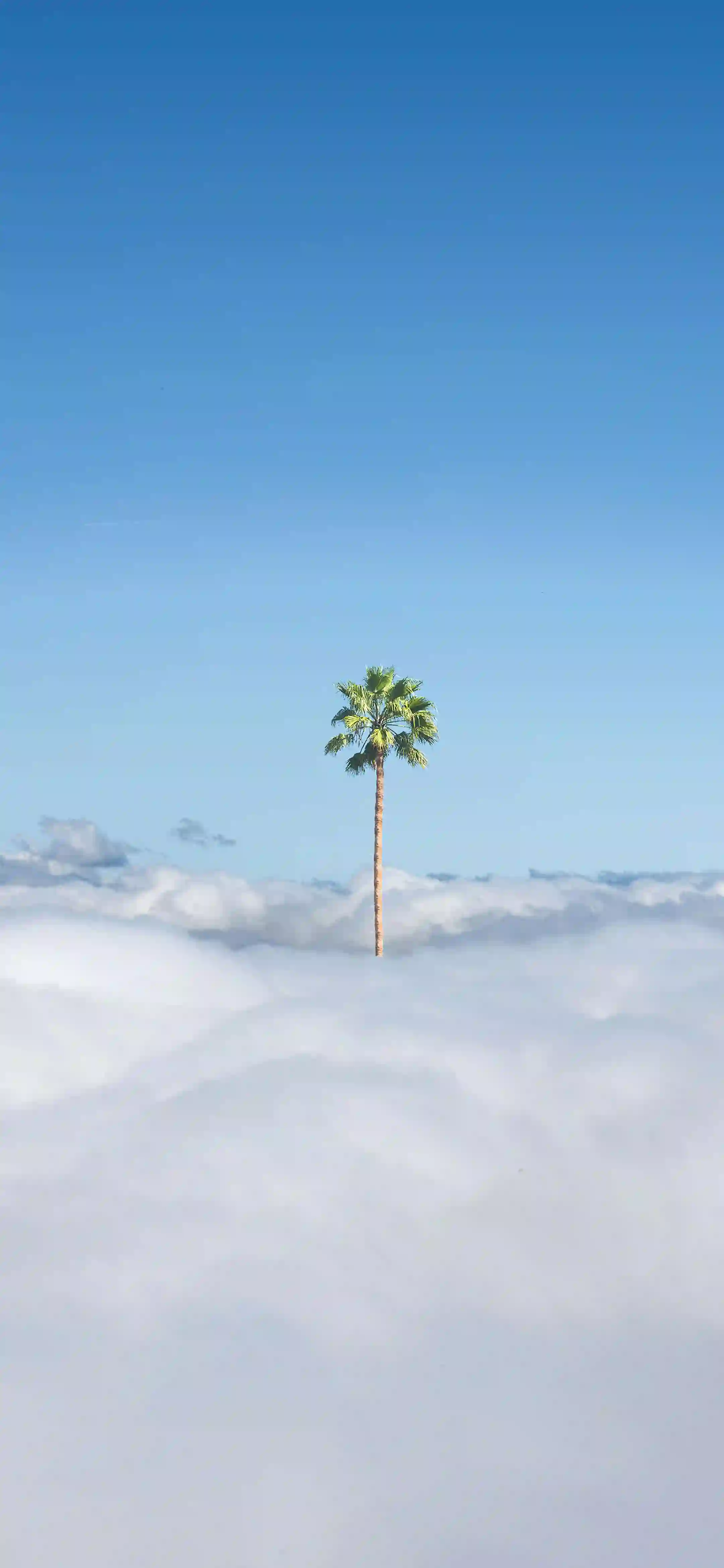 棕榈树 云海 蓝天 唯美风景 梦幻自然 极简