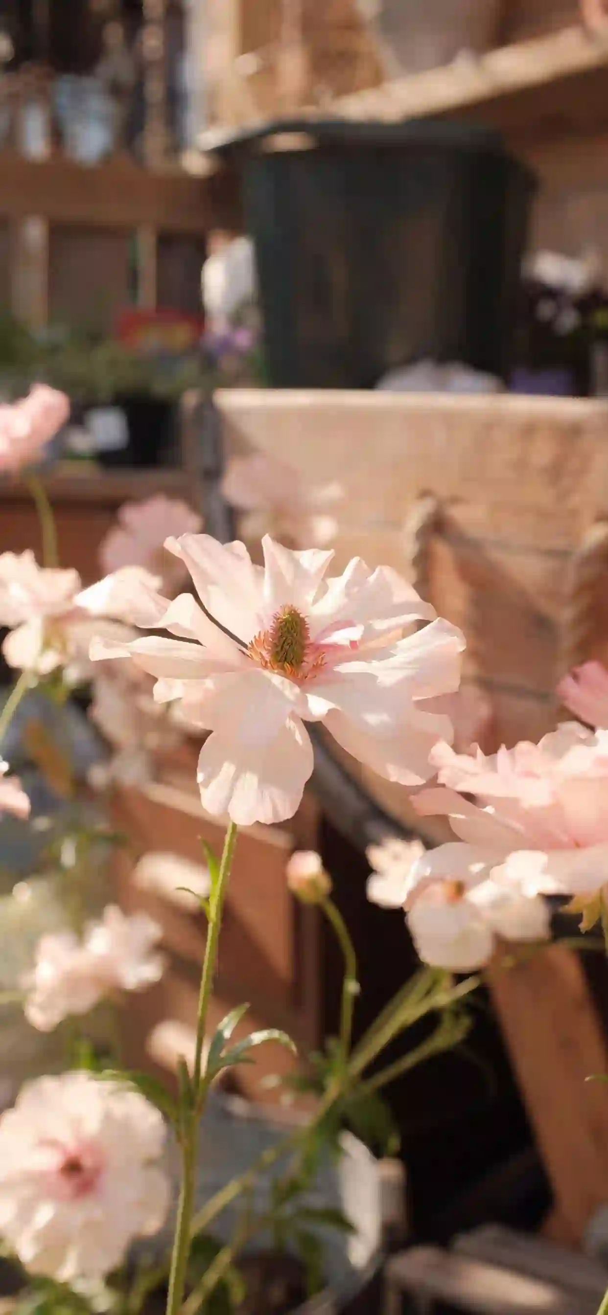 鲜花 花 