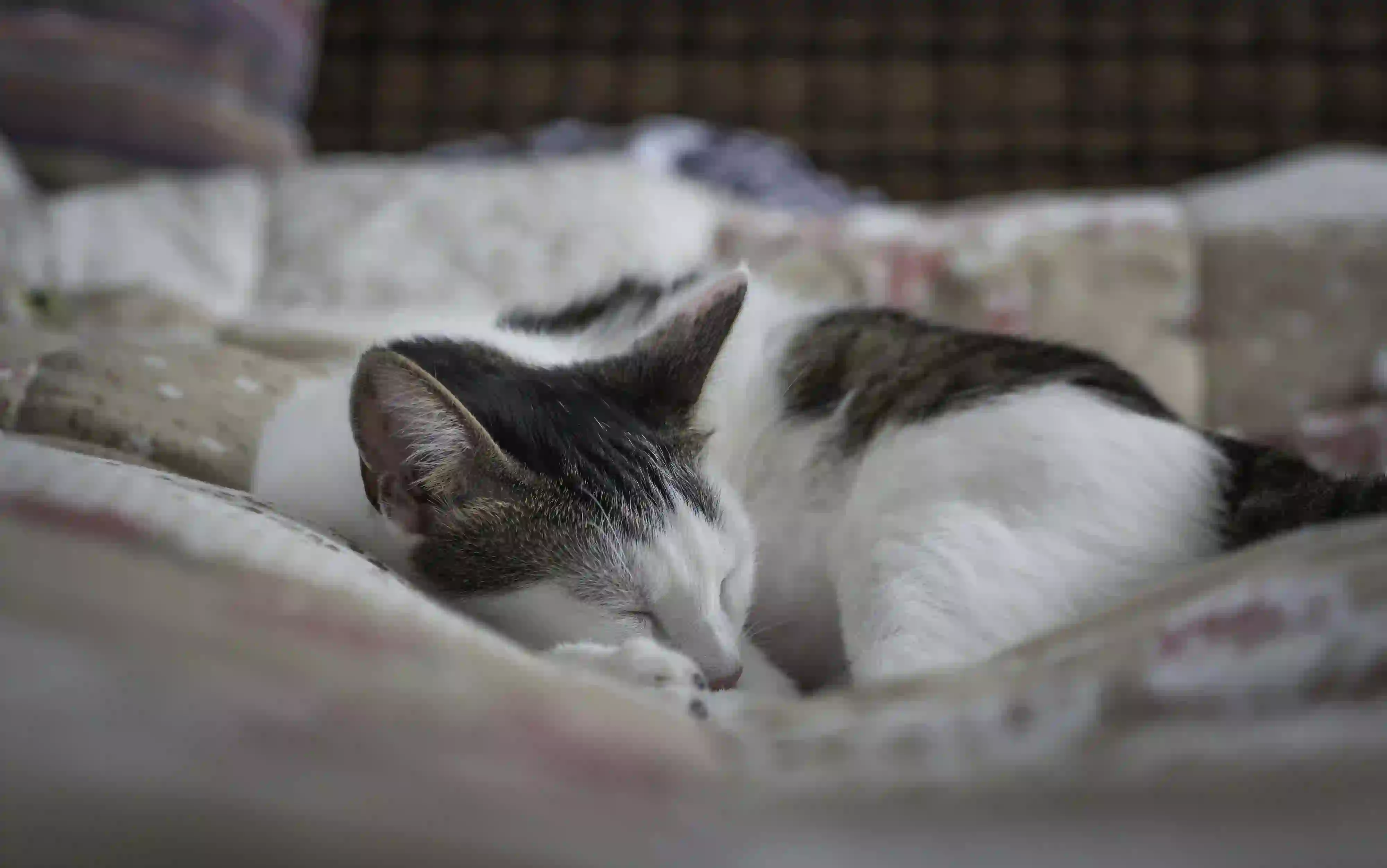 睡觉的猫 惬意