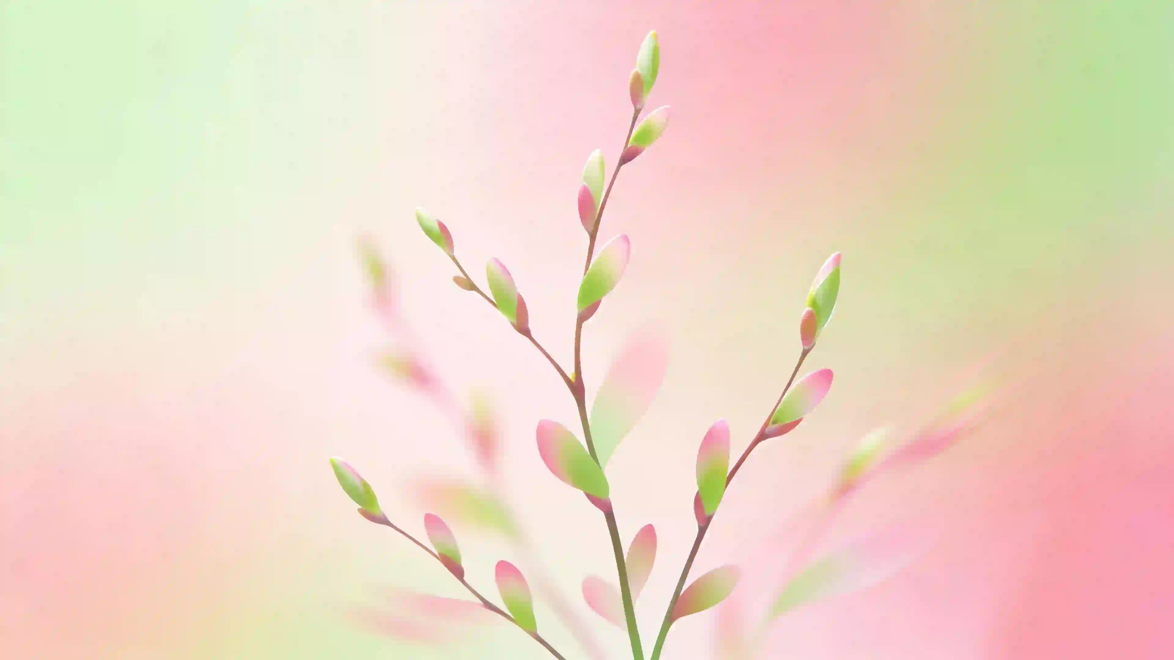 春天 柳枝  极简主义绘画 简约车机