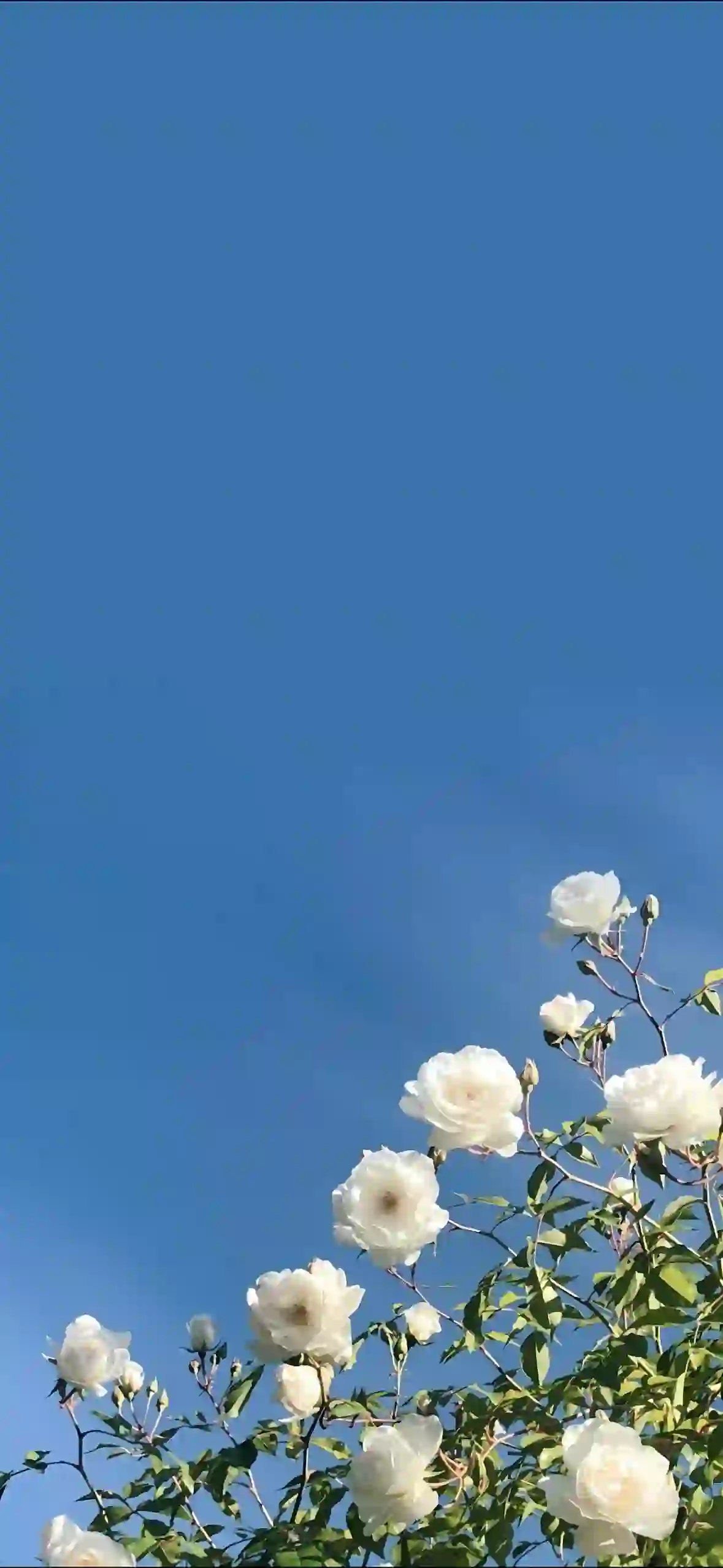 花 白色花朵 蓝天 意境