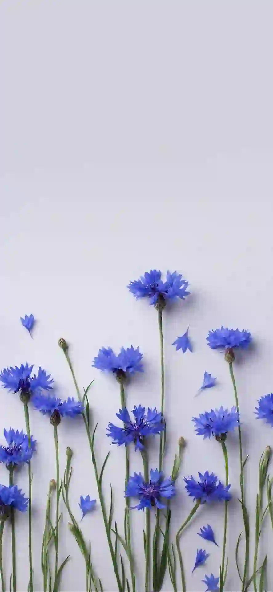风景 紫色花朵 花 白色墙壁