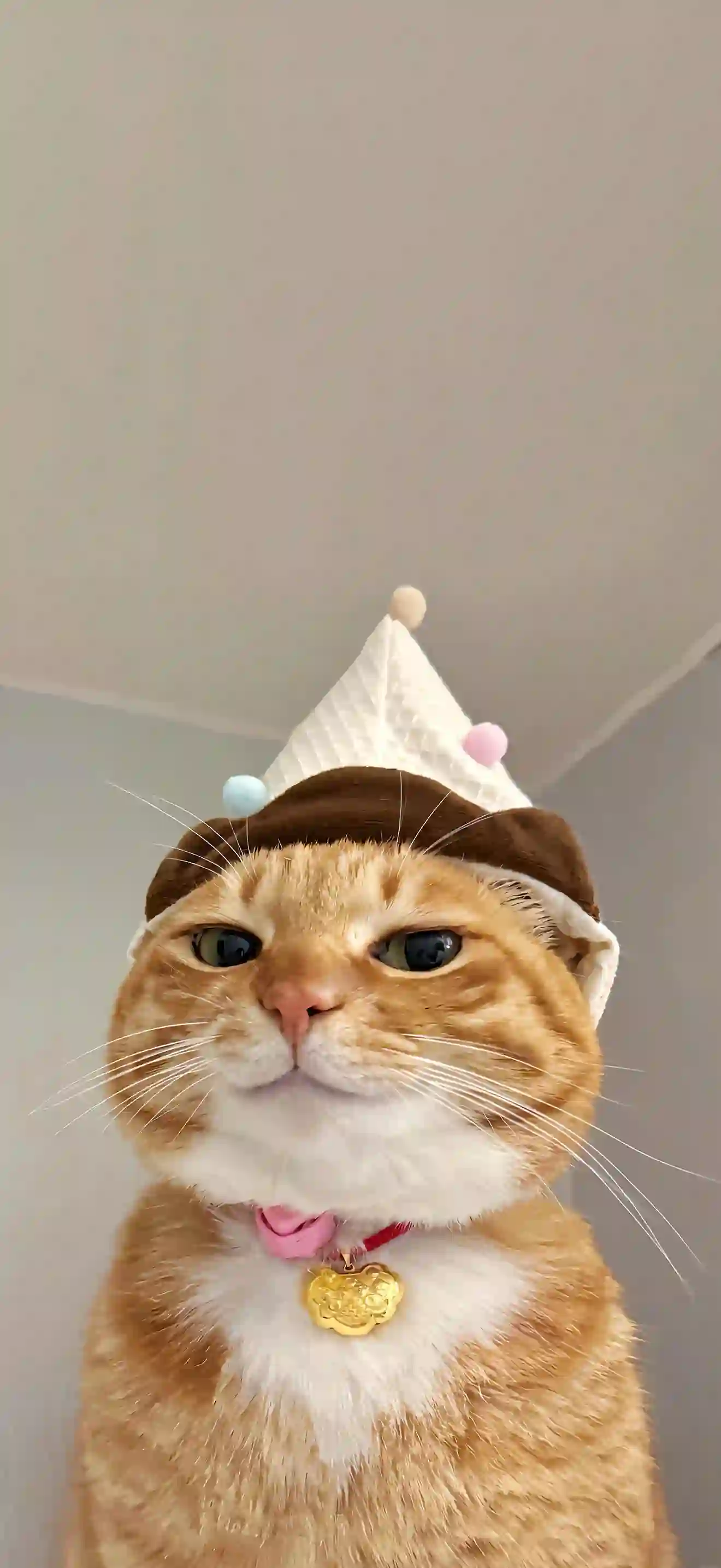 戴着帽子的可爱小猫咪 小黄 高傲